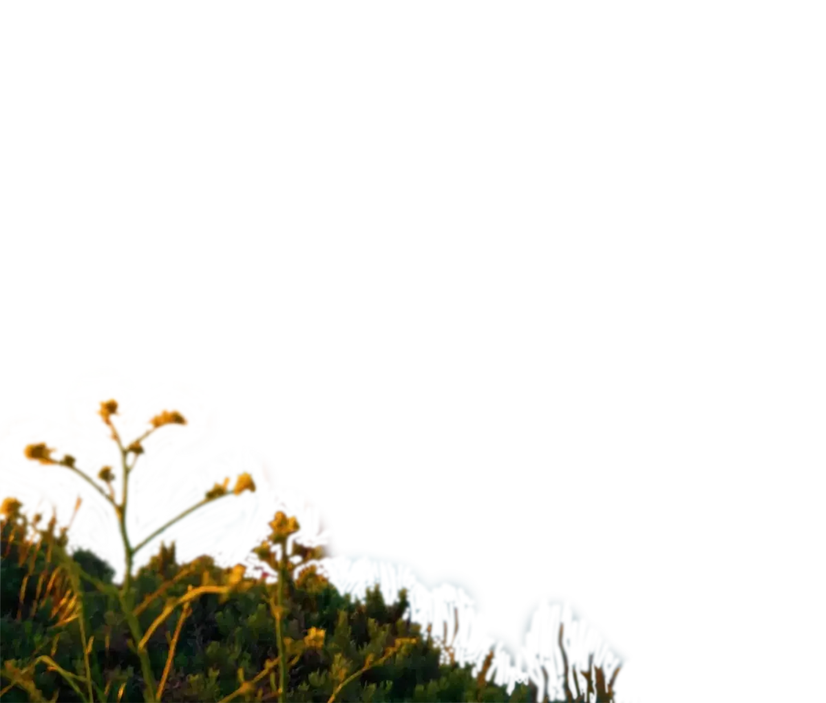 Foreground Blurred Grasses