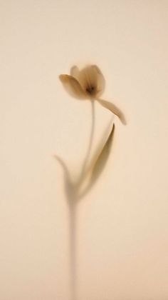 Lola Casals Blog ¿Sabes Cuál Es Tu Guion Vital?