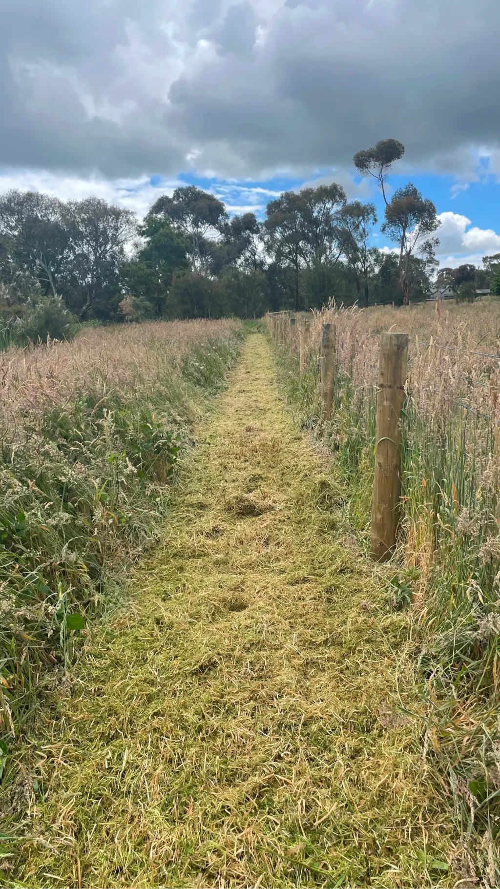 A well-mown fenceline in Hastings