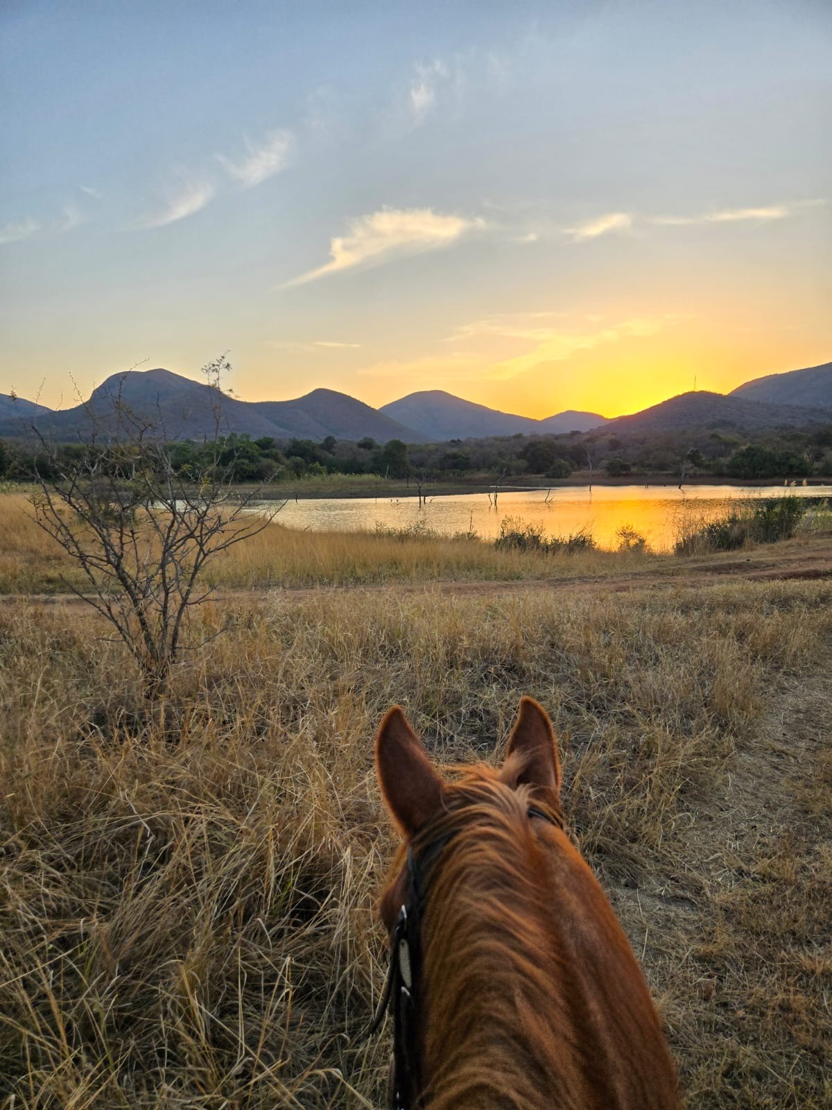 Kilimanjaro Elephant Ride, Arusha National Park, Tanzania – elefant i högt gräs tittar mot kameran, medan fem ryttare till häst på ridsafari i bakgrunden betraktar elefanten i ett grönt och frodigt landskap.