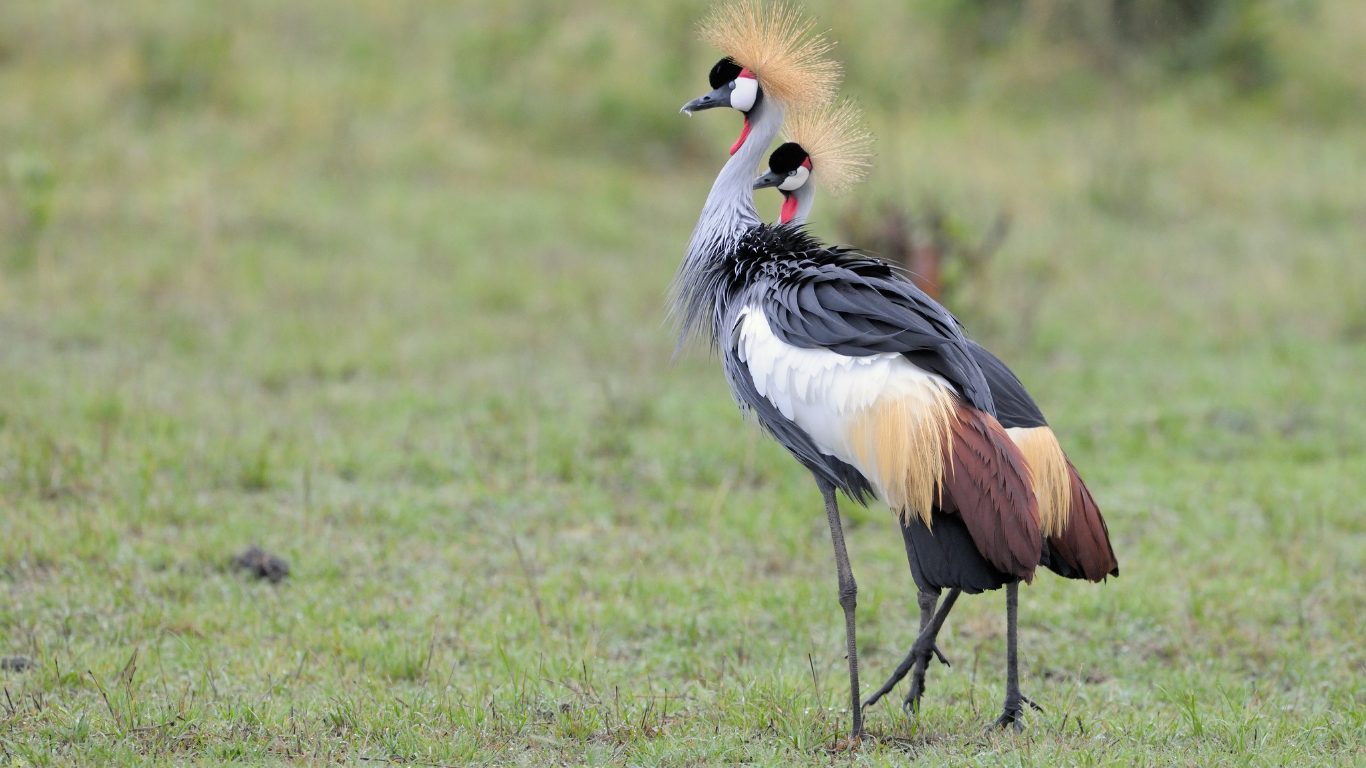 Endangered Elegance