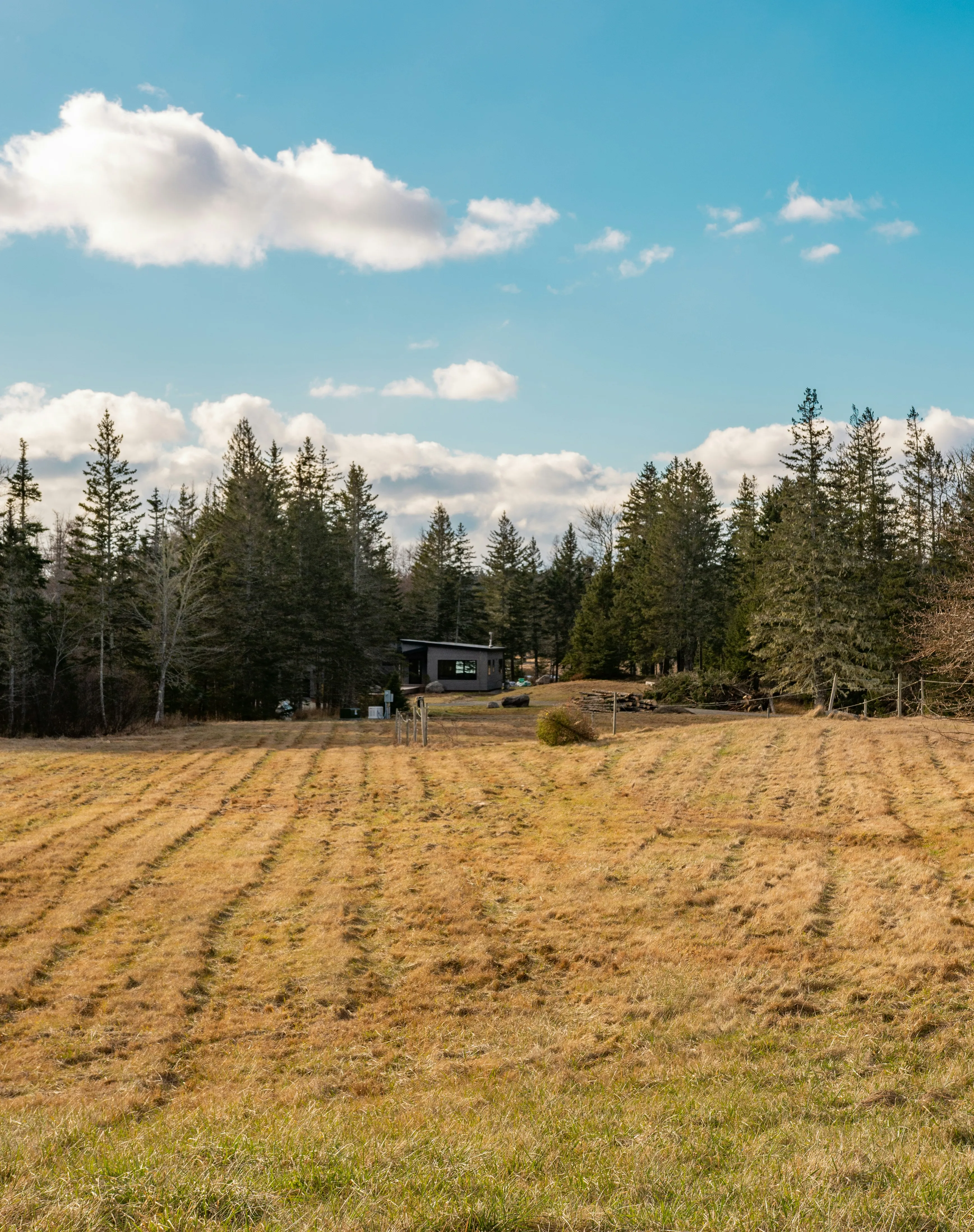 green trees under blue sky during daytime