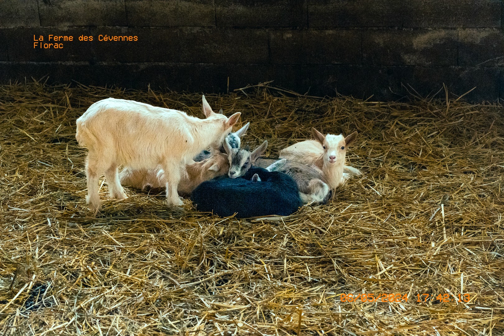 Chevreaux blottis sur la paille à la Ferme des Cévennes  