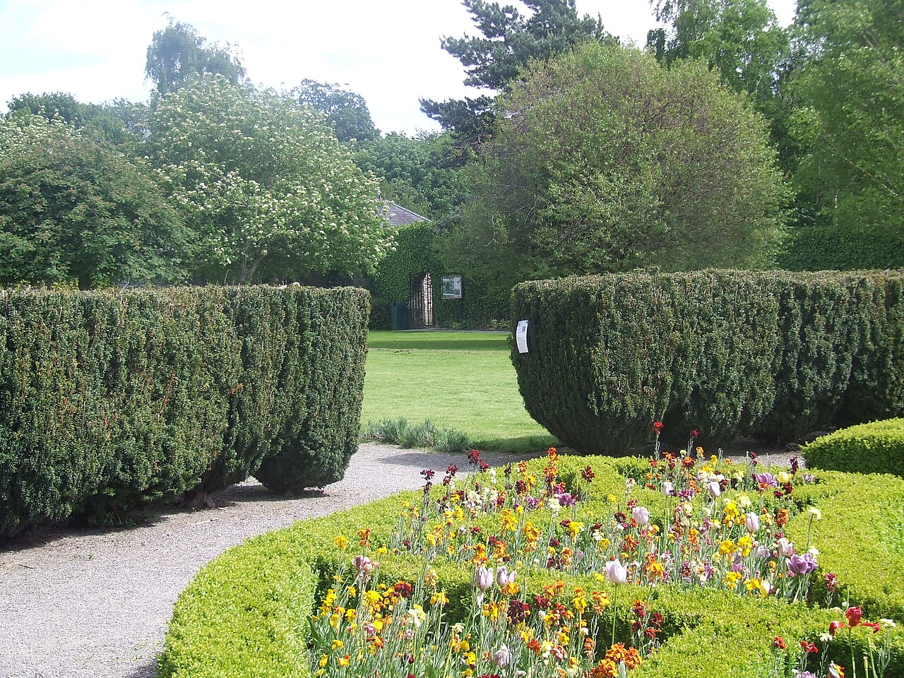 Haies d’if taillées dans le jardin du Pearse Museum, en Irlande. Taxus baccata.
