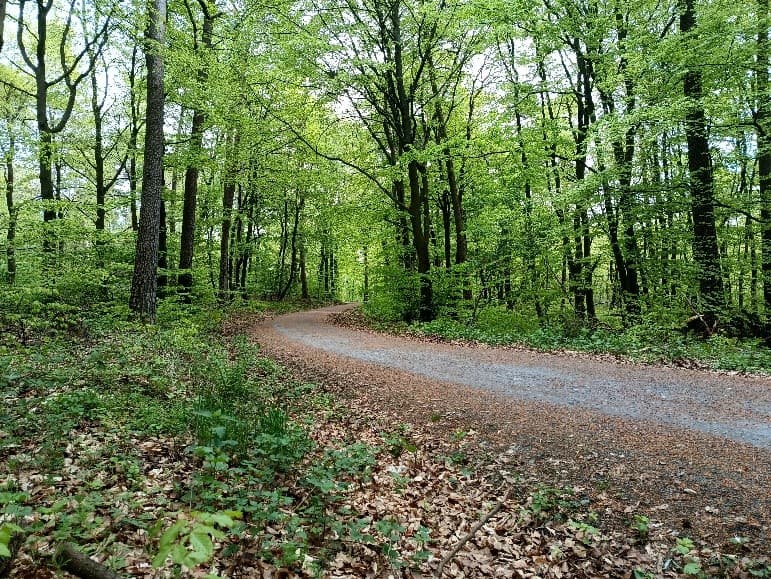 der taunus-wald, man sieht bäume und einen weg