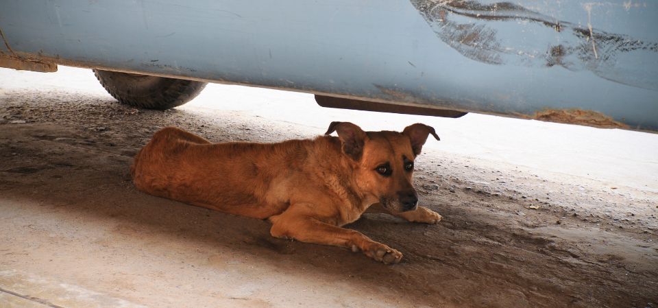 SAN JUAN PERRO MIEDO