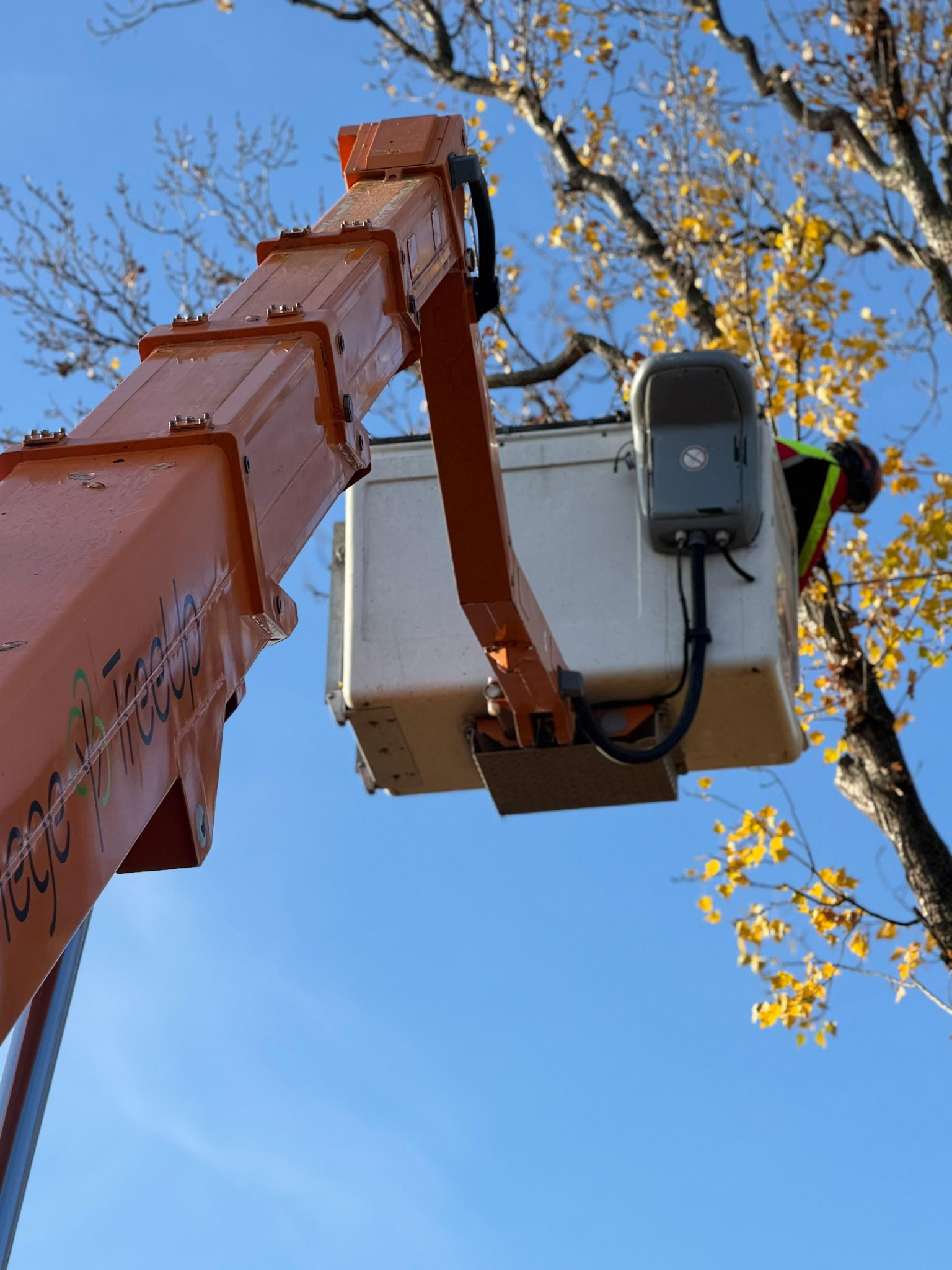 Seilklettertechnik zur Baumpflege, Baumkatastern, Obstbaumschnitt, Baumpflege, Pflege von Bäumen