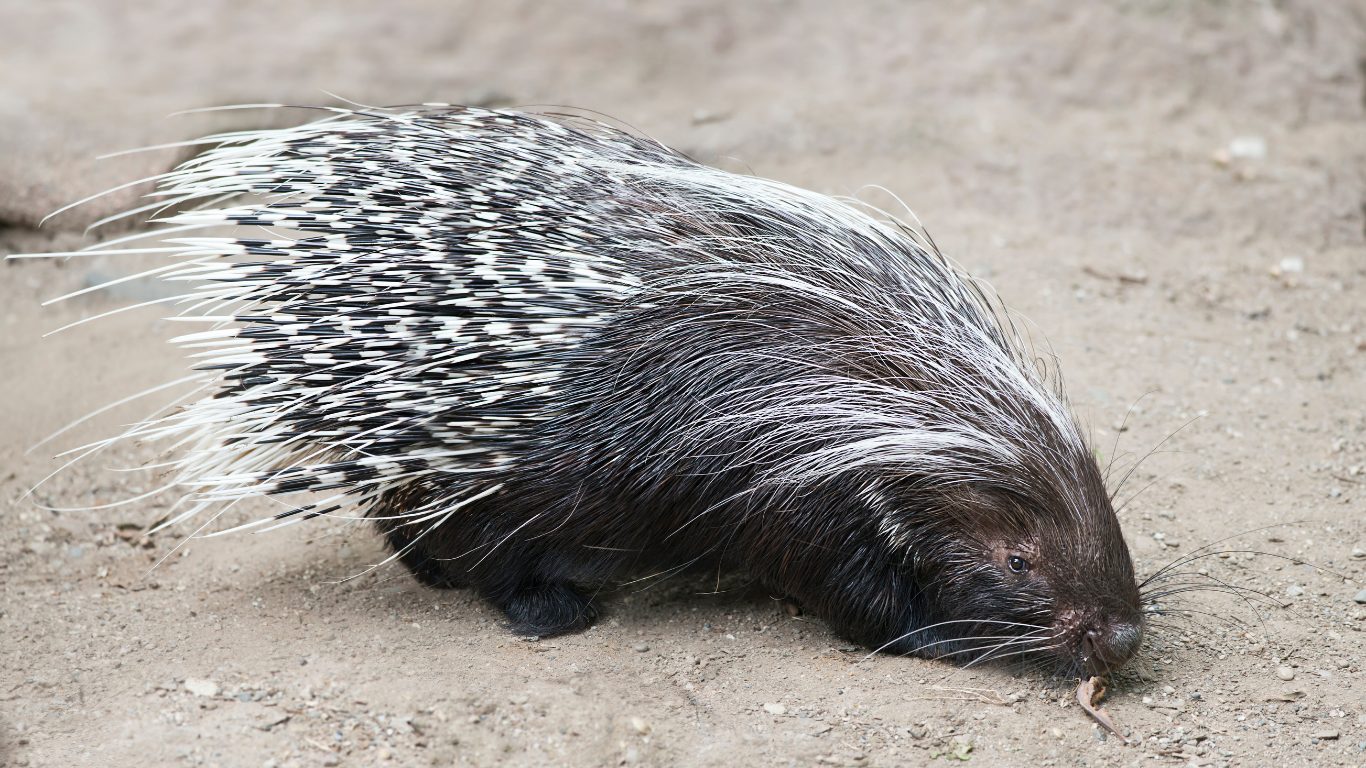 Quill Defence System