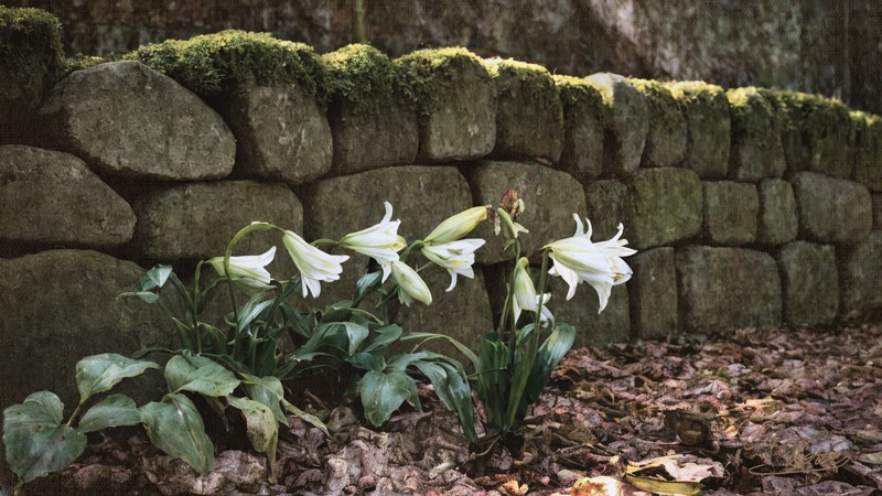 Sacred artwork by Faith and Verse. © Faith and Verse, 2025. All rights reserved. White lilies growing against an ancient moss-covered stone wall—purity and life emerging from the place of death, marking where Dymphna's burial became a shrine and where the cult of healing began to take root in Geel.