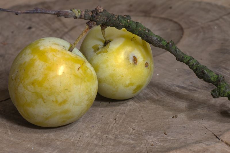 Prugne gialle