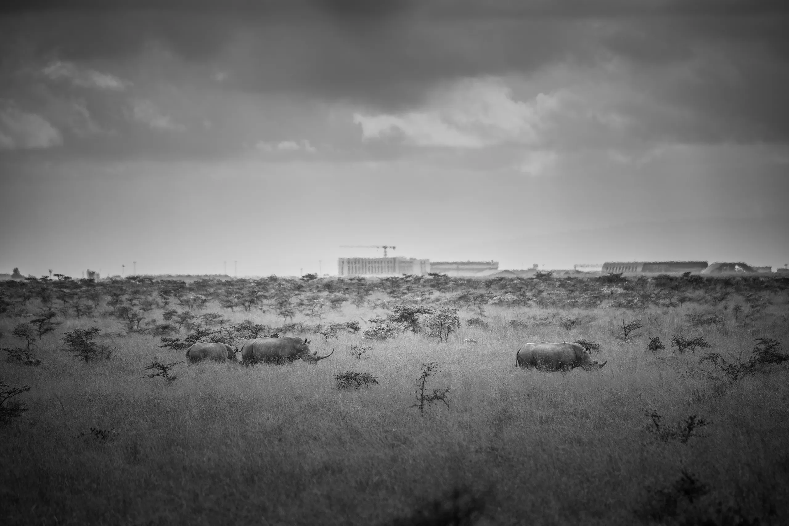 A moody black and white landscape shot capturing the textured clouds over the Kenyan bush.