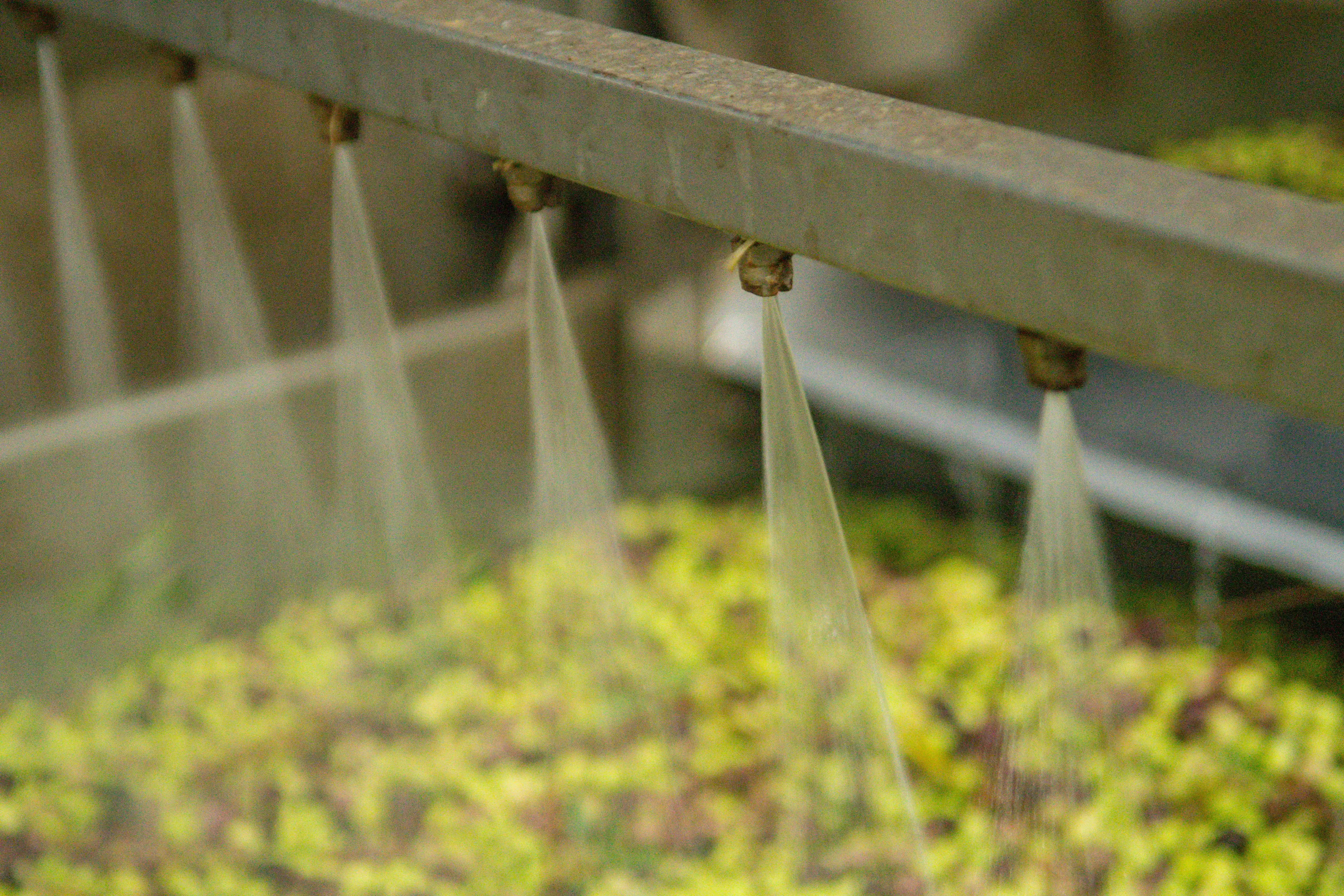 Washing Koroneiki olives at Fountas extra virgin olive oil mill in Filiatra, Messenia, before extraction.