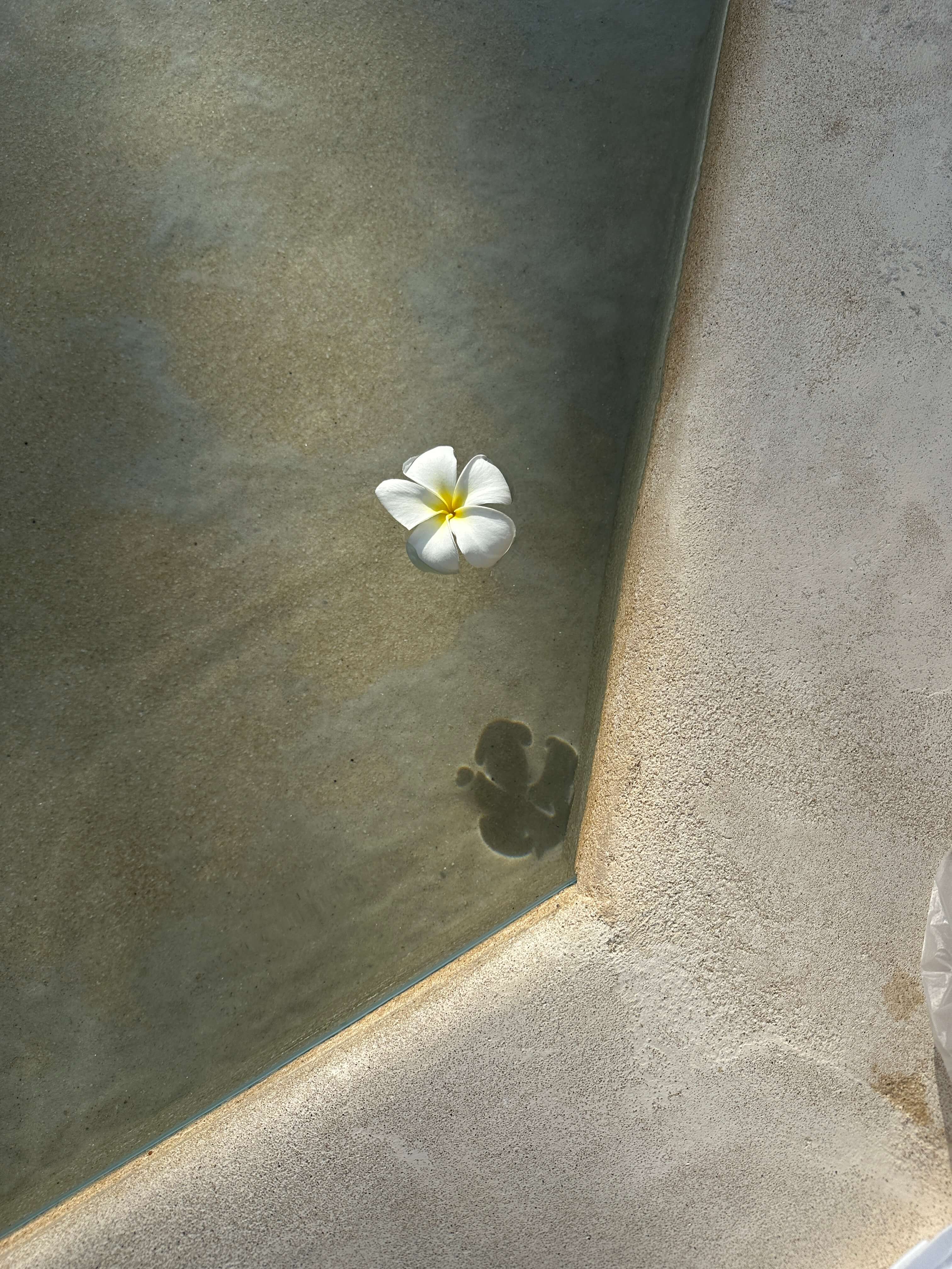 a plumeria flower floats on a water feature in soft light next to a concrete edge
