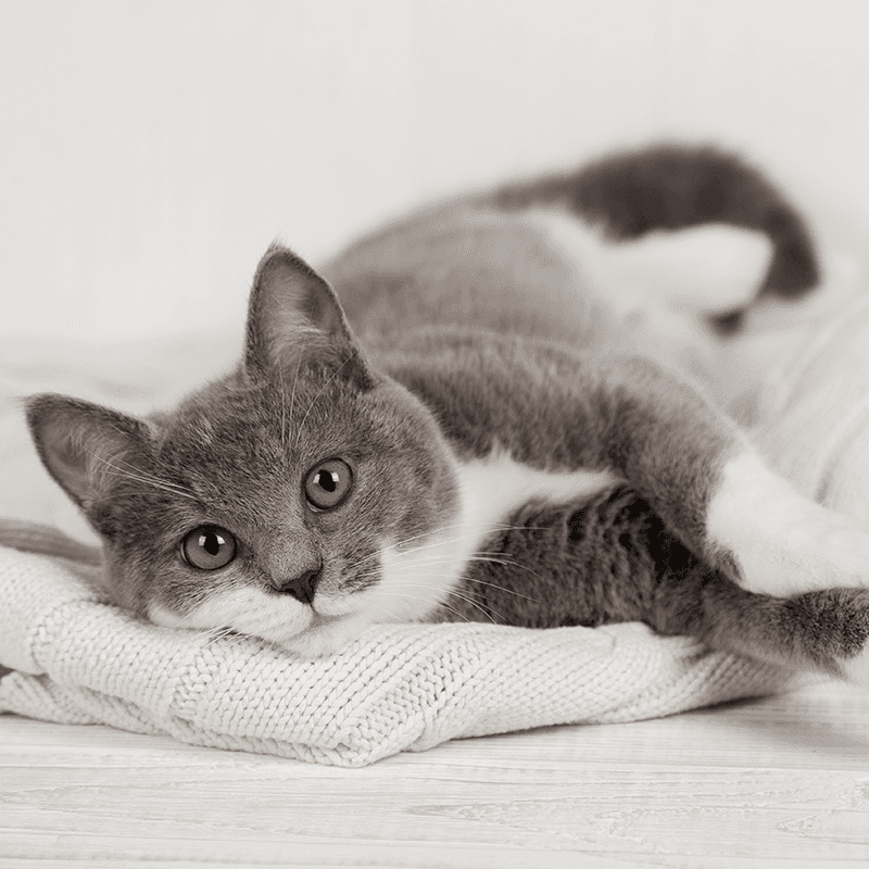 A cat comfortably laying in her home