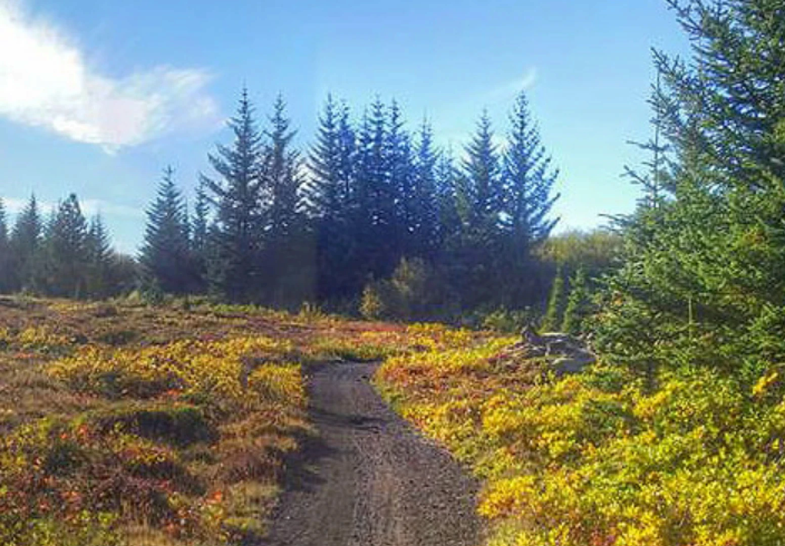 wide easy mountainbike trail with pine trees in backround
