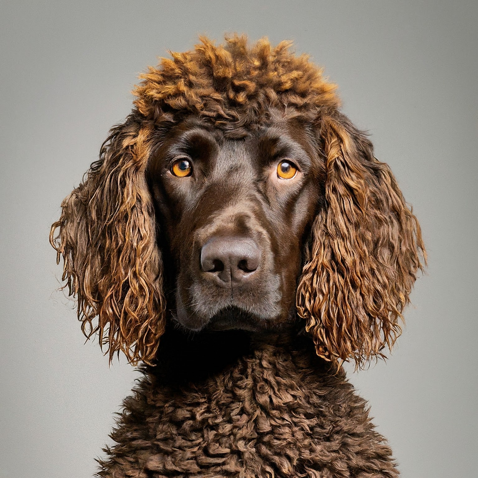 BUDDYUNO, Irish Water Spaniel