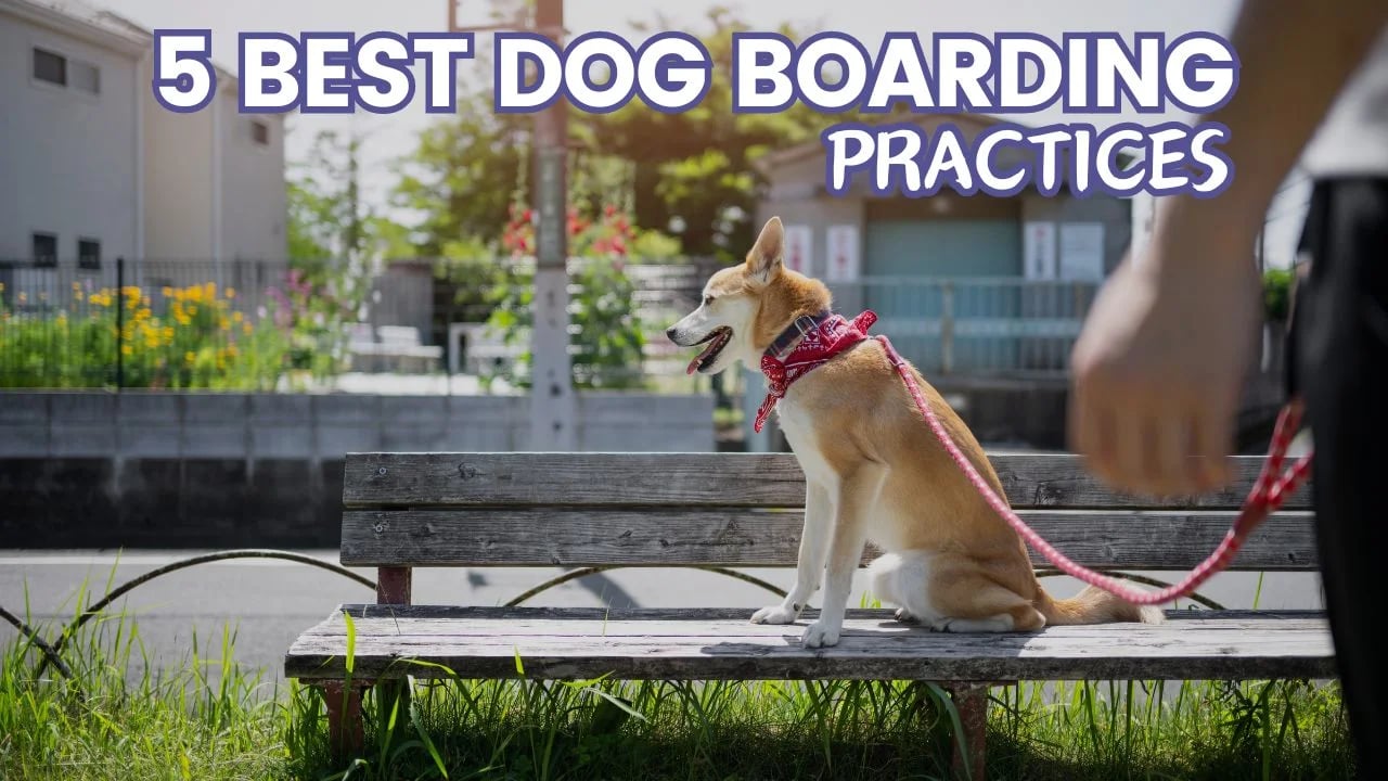 5 Best Dog Boarding Practices: Explore Best Practices for Pet Boarding