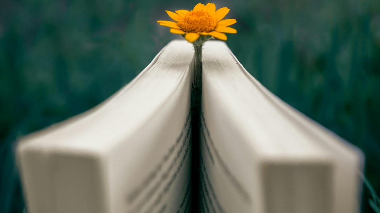 Fleur jaune dans le livre