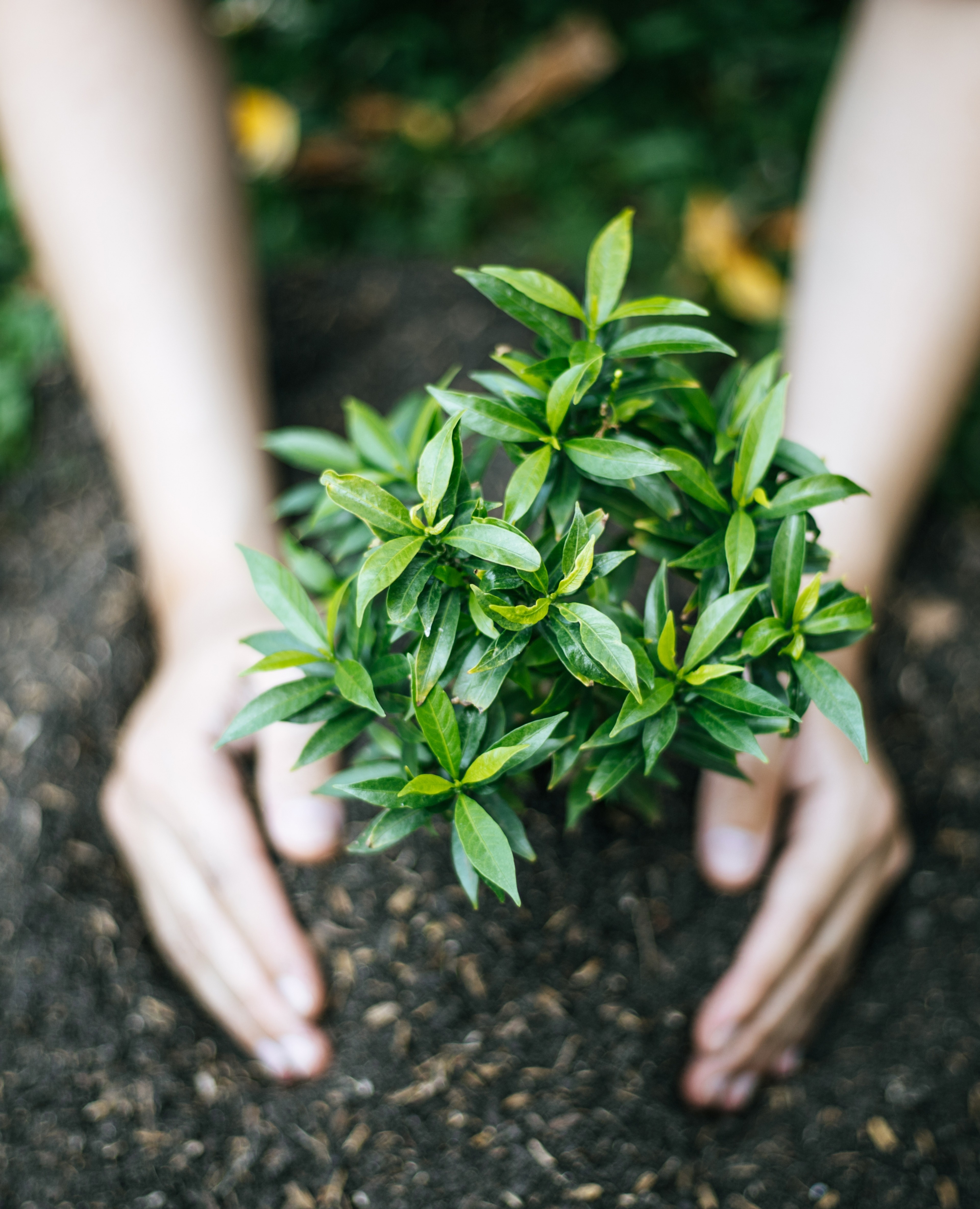 planting
