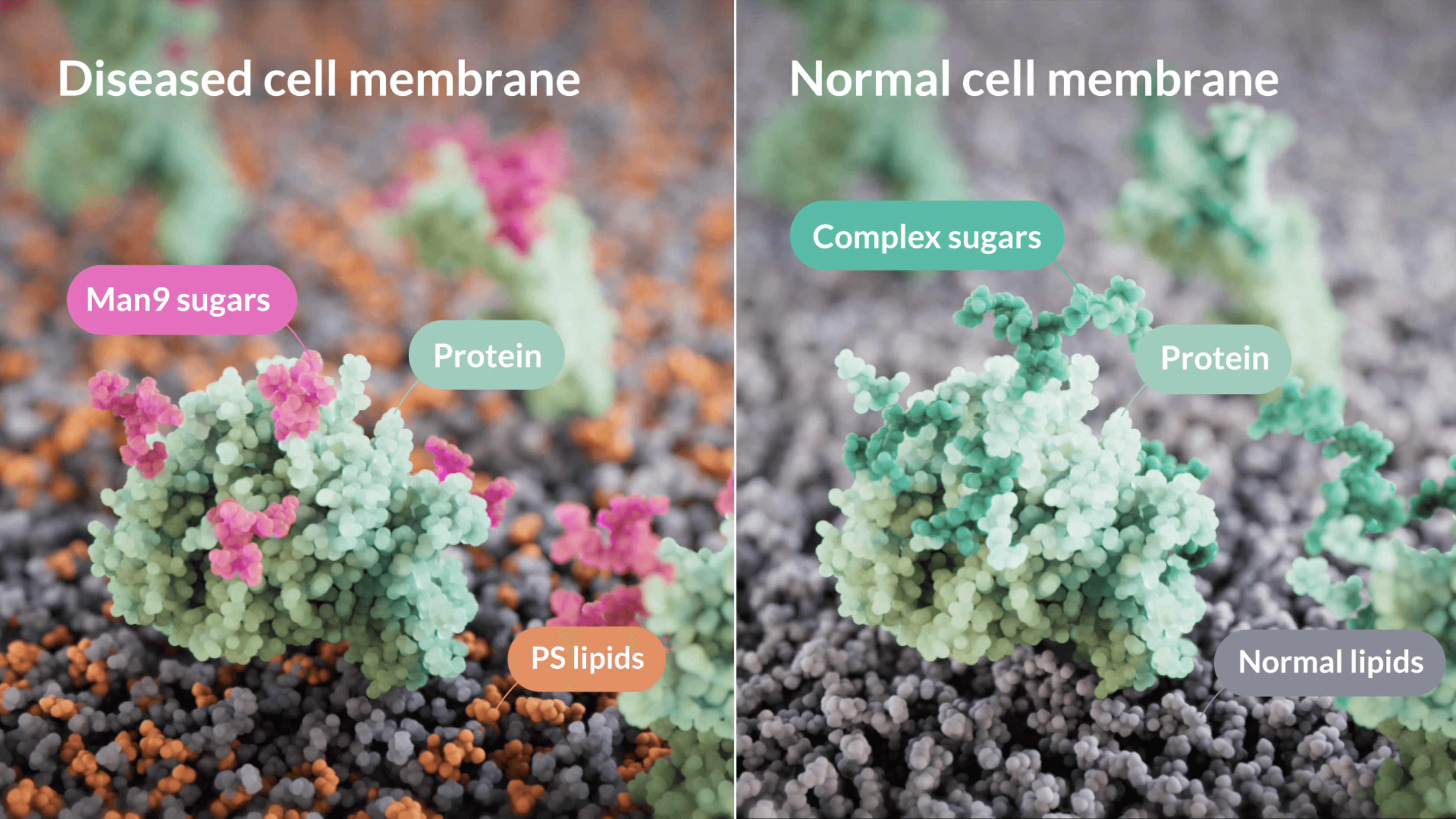 Cancer-Associated Glycans and Lipids vs Normal Cell Membrane