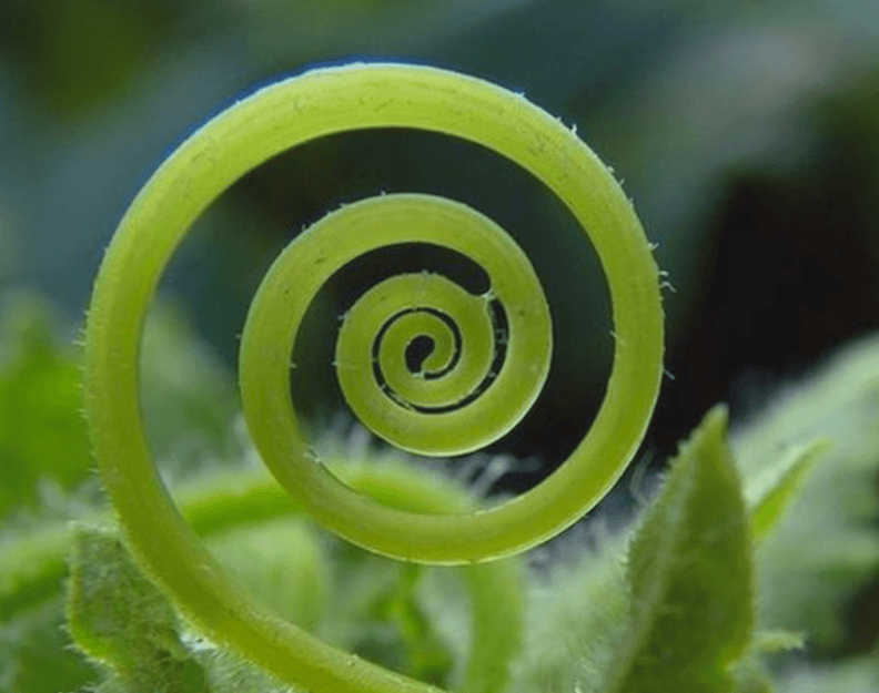 A close up of a shell with a spiral design