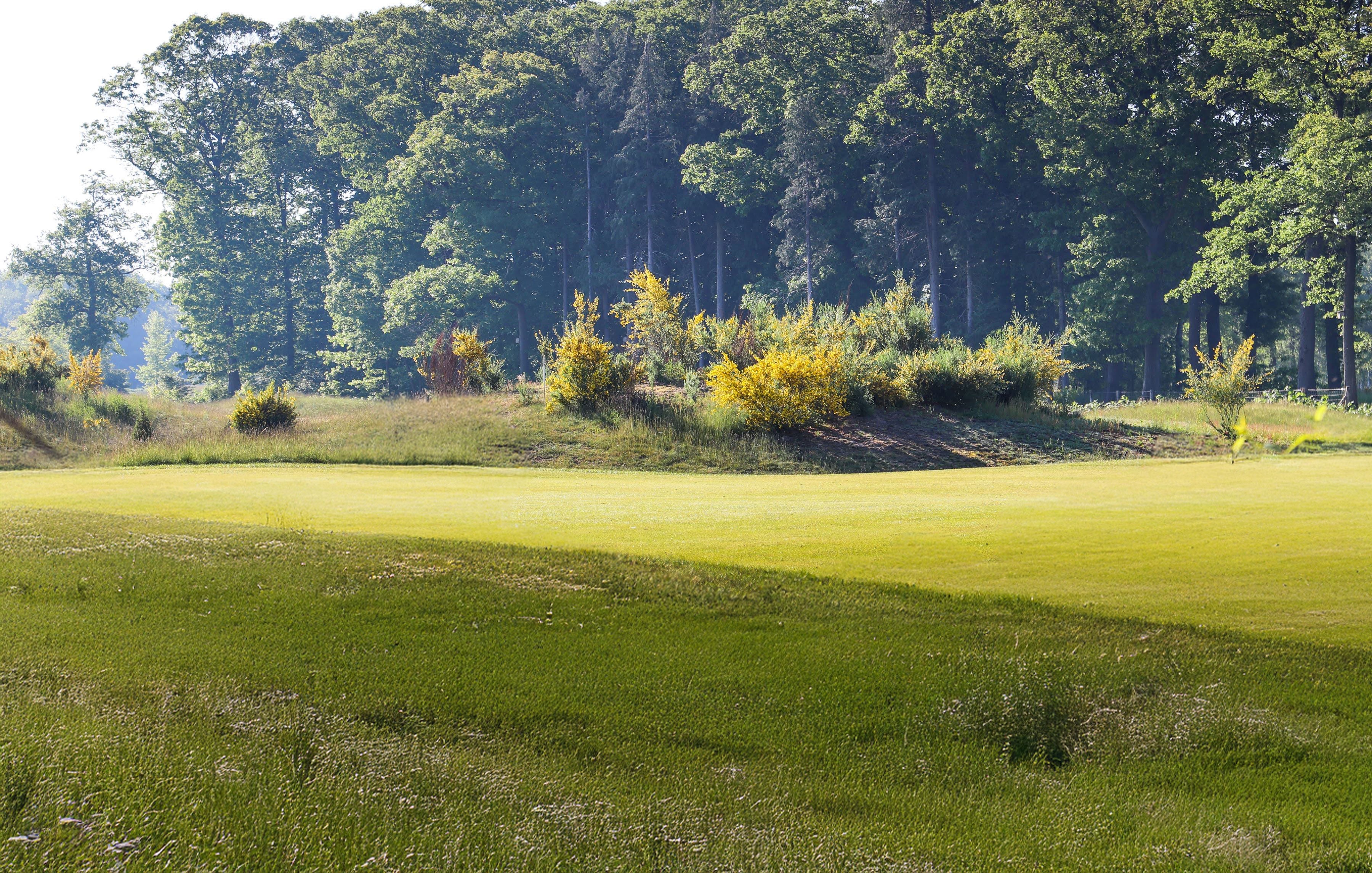Natuur op de golfbaan. Gras, bomen en struikgewas