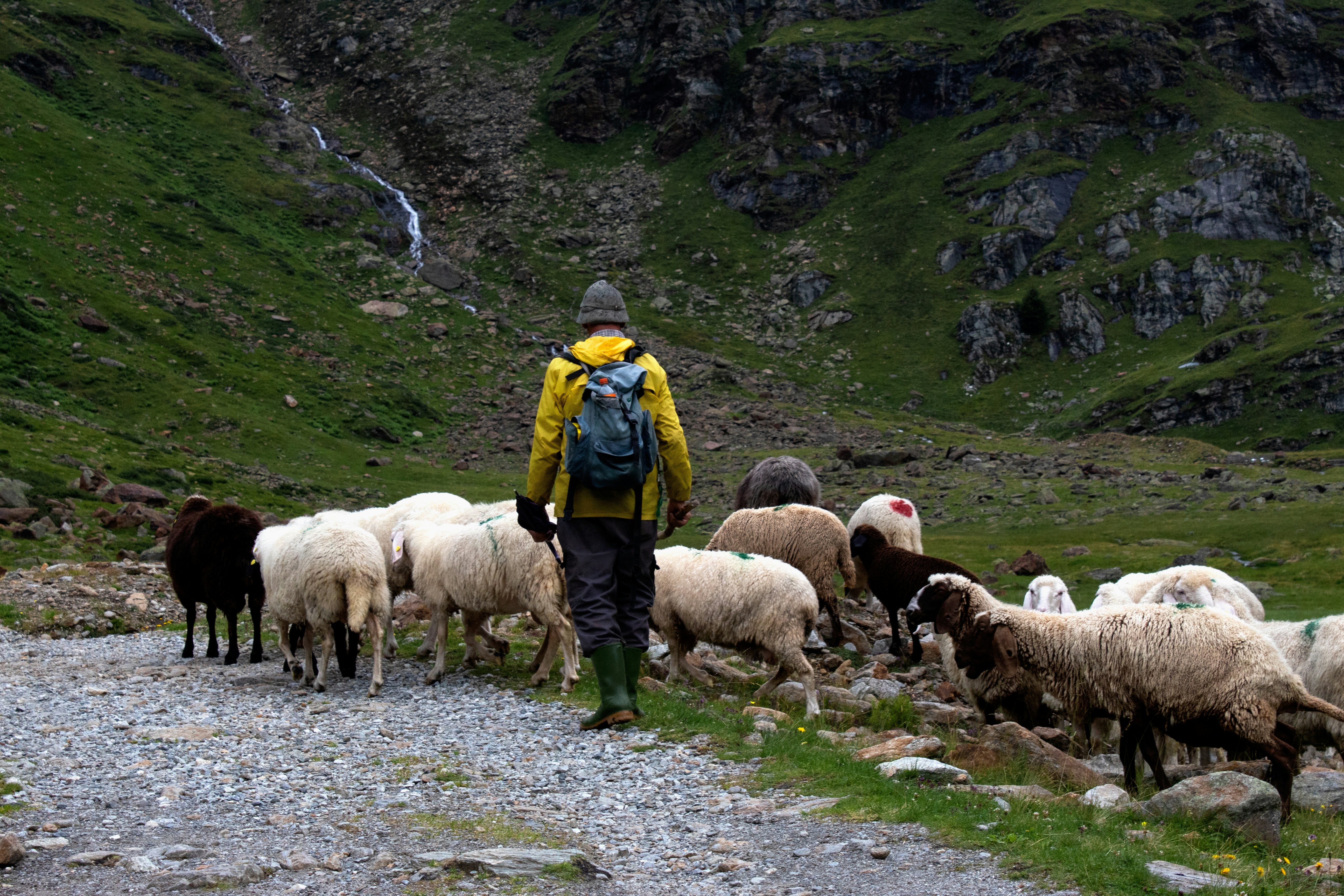 Mountain man walking behind a flock of sheep