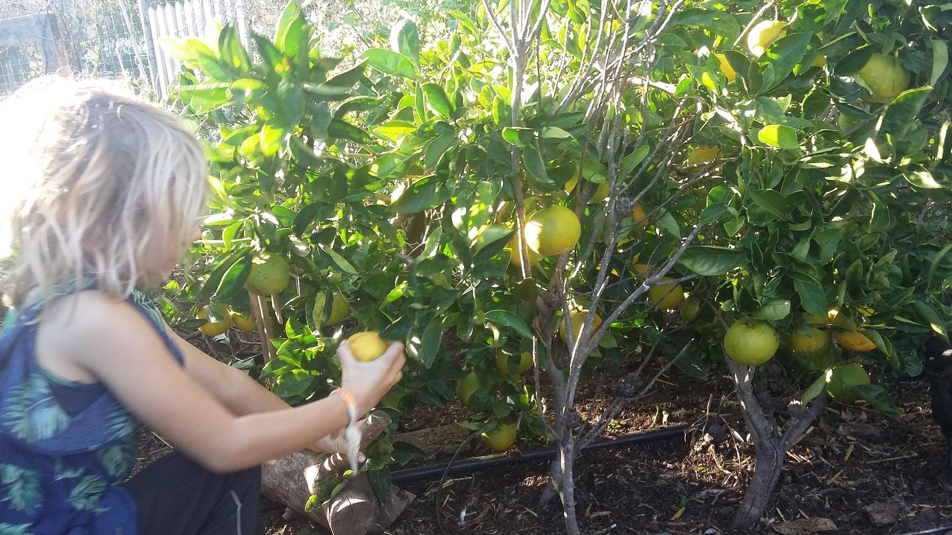 Orange on the tree