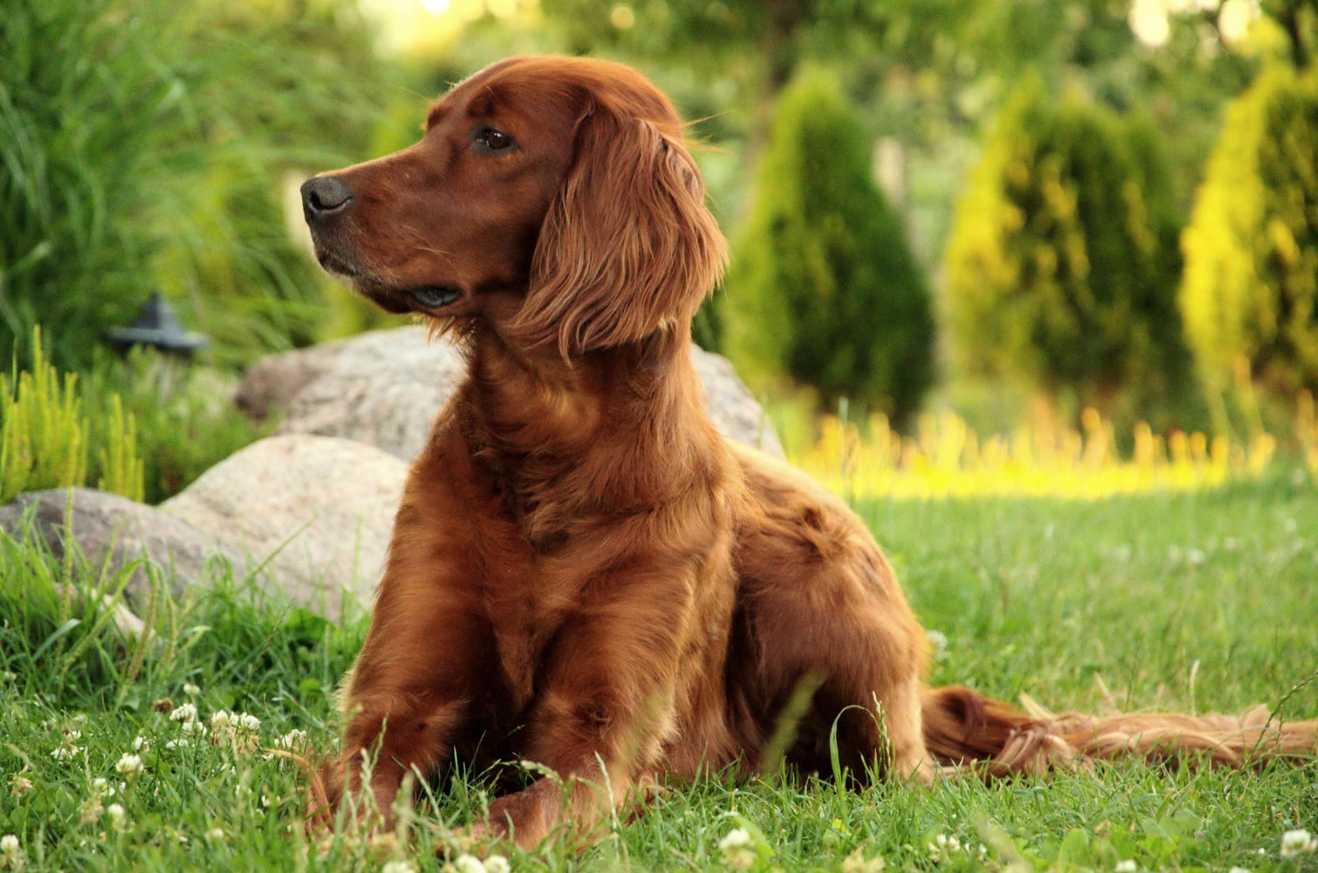 An Irish Setter is lying down on the green grass while looking to the side.