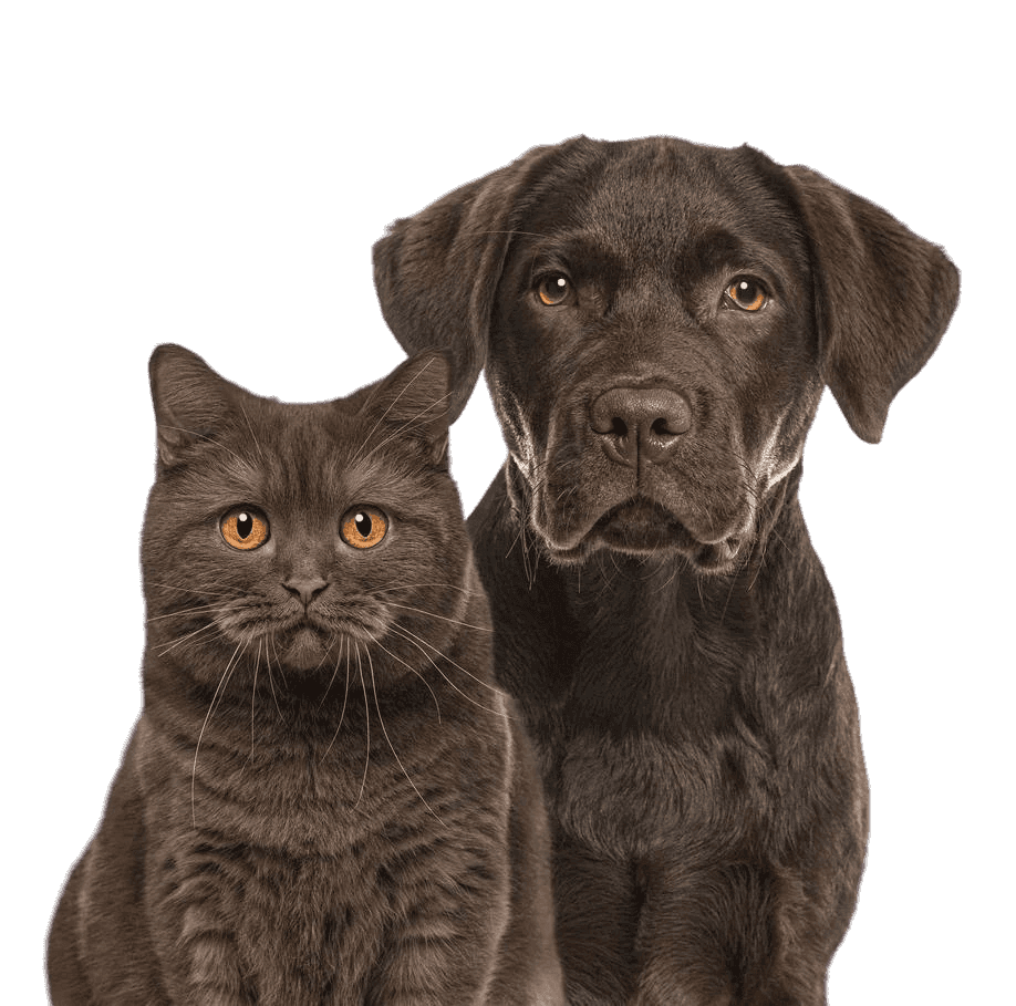 Chat et chien