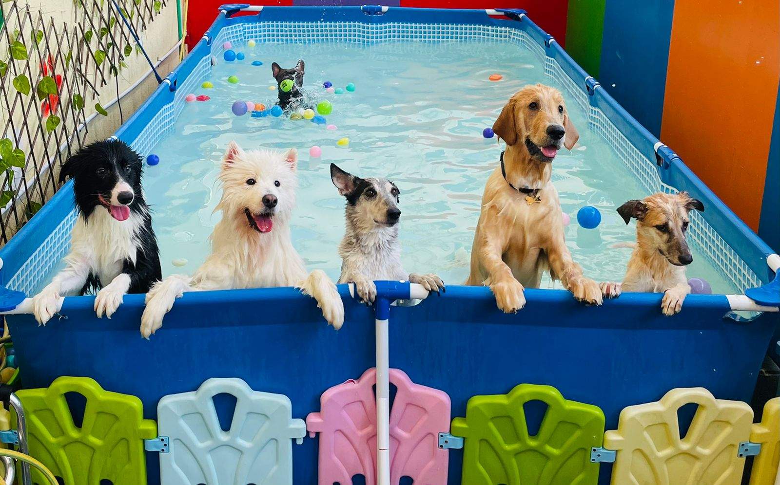 Paw Parking pet boarding