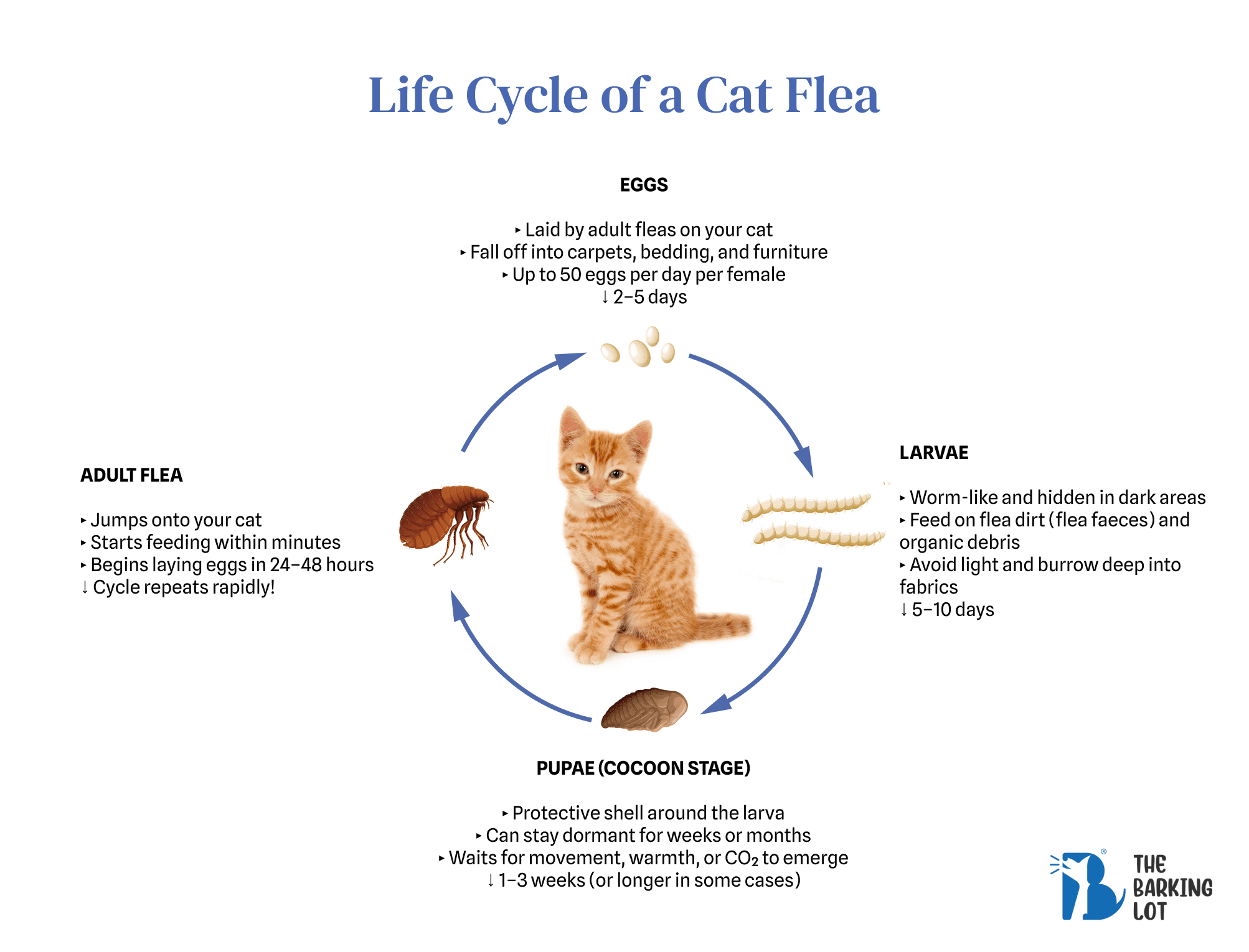 Four life stages of a cat flea: 1) Eggs are laid on the cat; 2) Eggs hatch into larvae; 3) Larvae spin cocoons and become pupae; 4) Adult fleas emerge and begin laying eggs. The full process can take 2–3 weeks under ideal conditions.