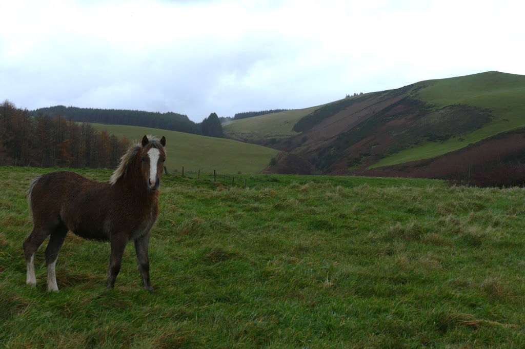 Pony on grassland
