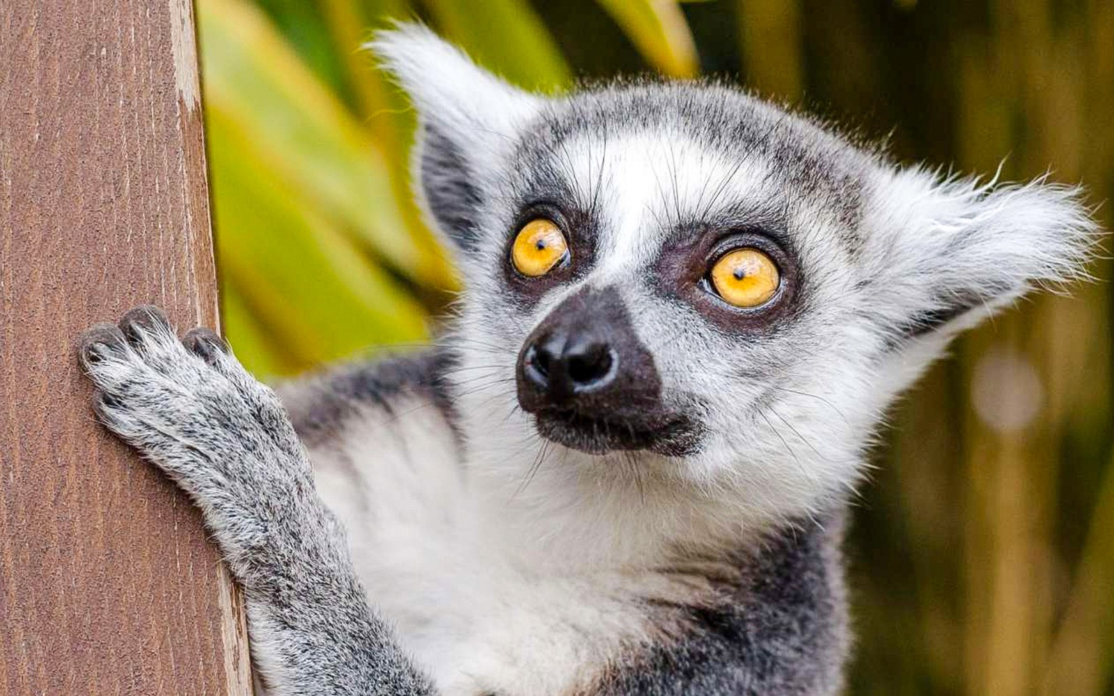 폴란드 크라쿠프 동물원의 여우원숭이.