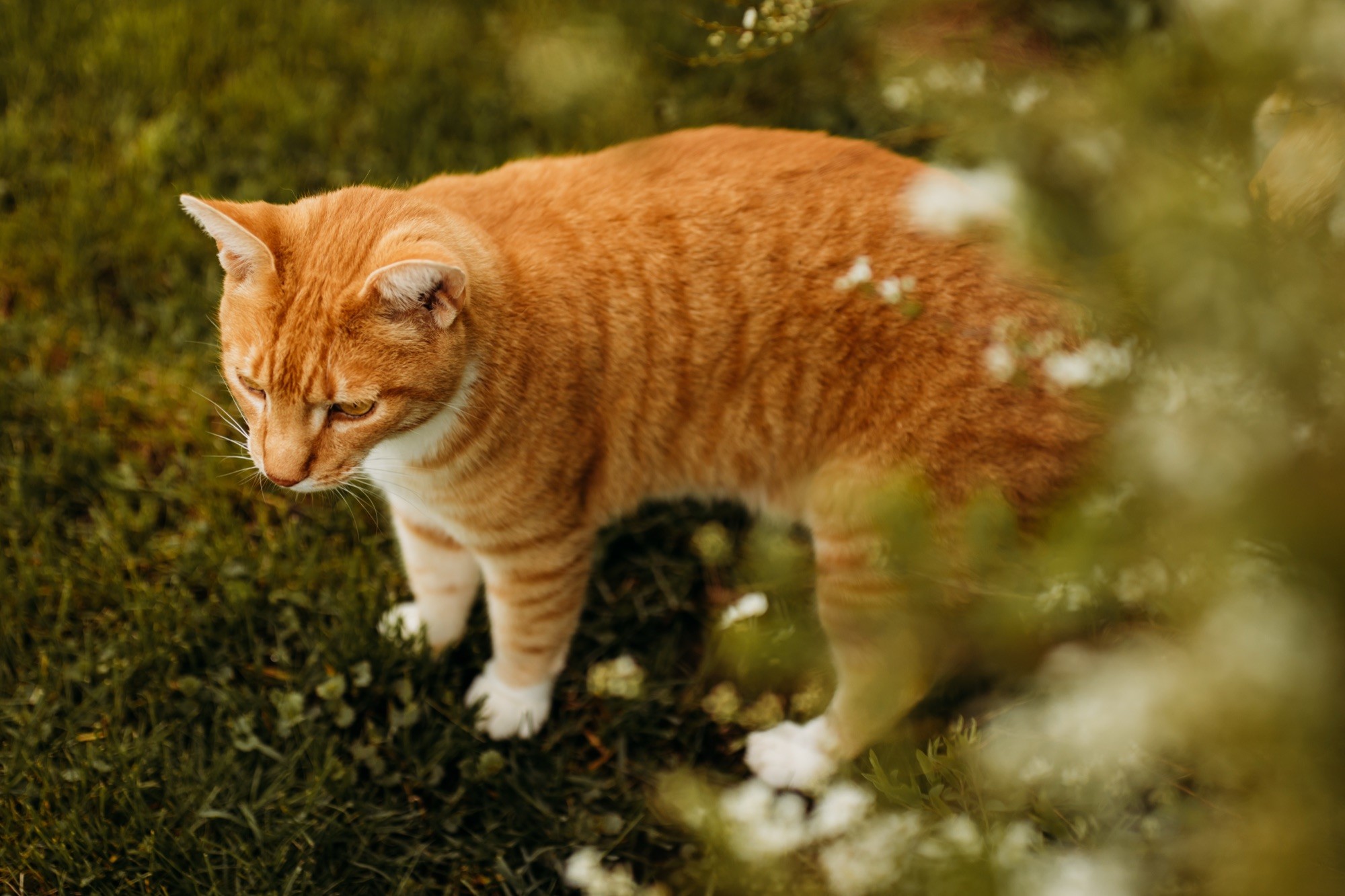 Chat roux qui marche dans l’herbe