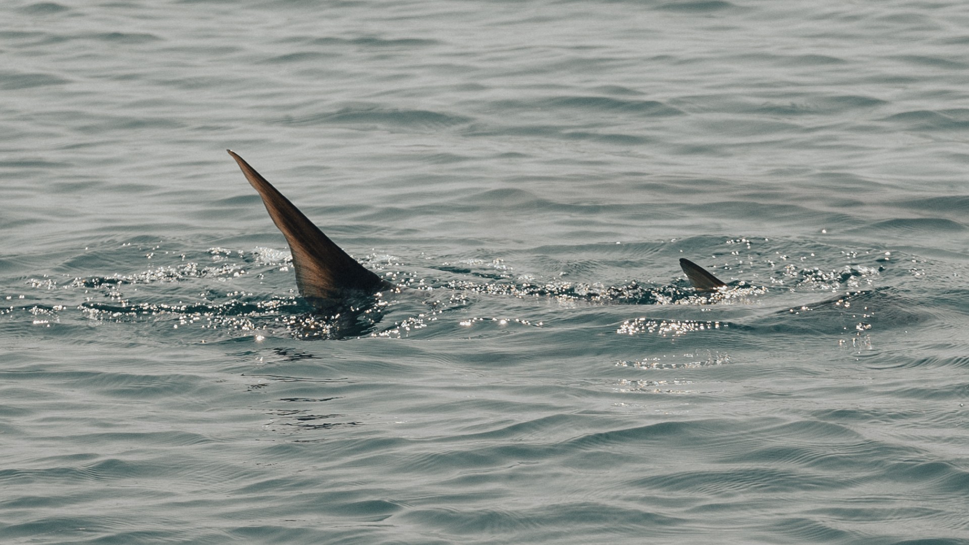Tarpon tail sticking out of the water on a sunny day
