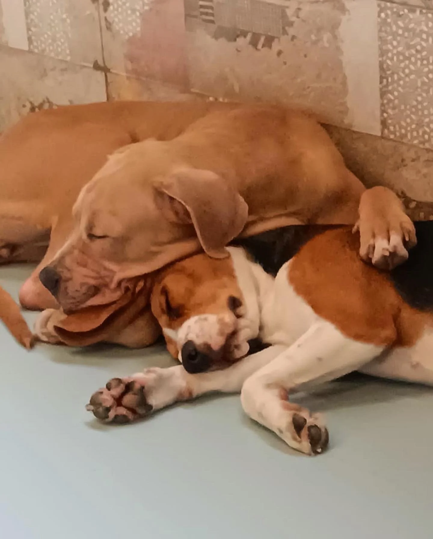happy dogs at doggy doggy home boarding facility
