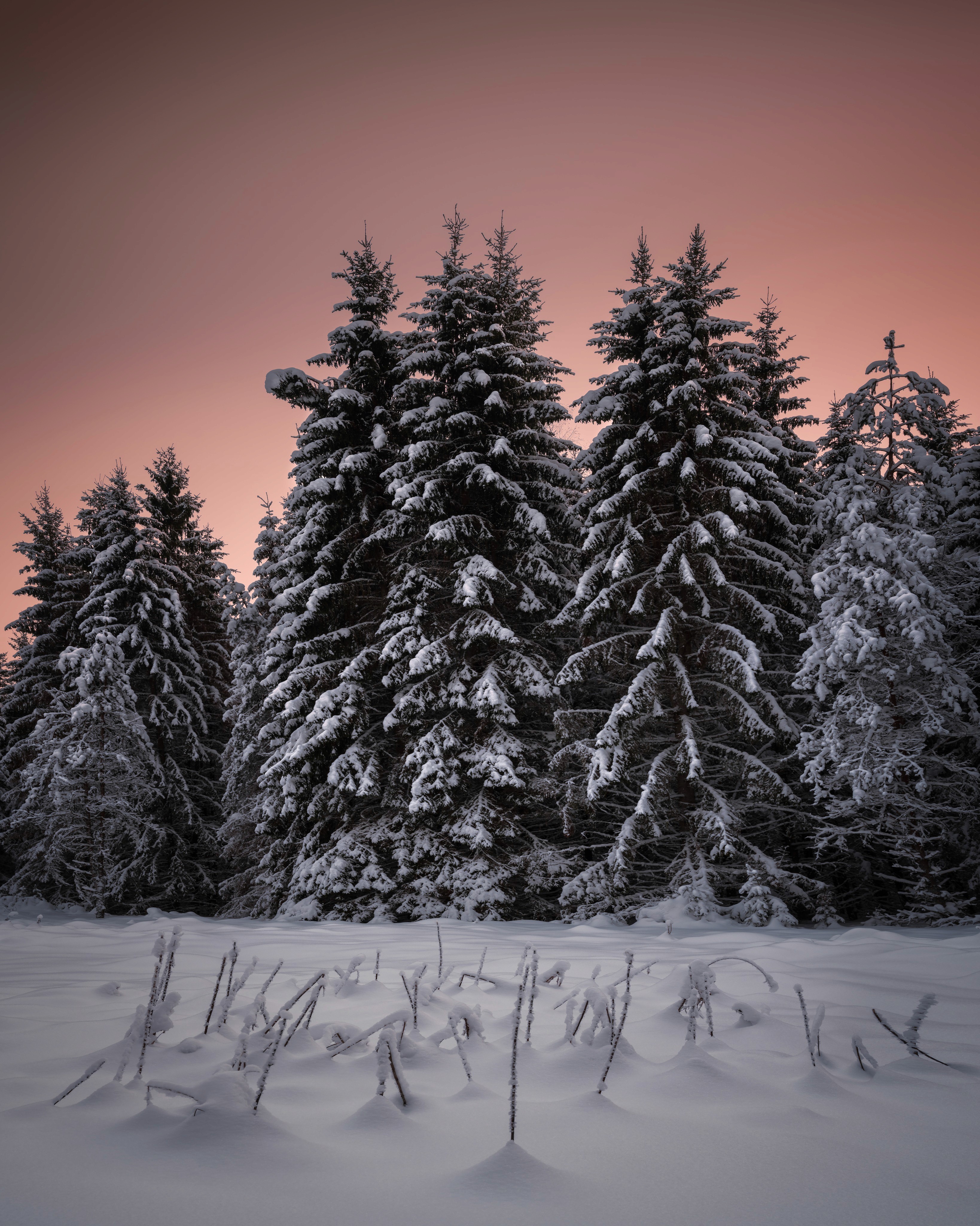 WINTER DUSK