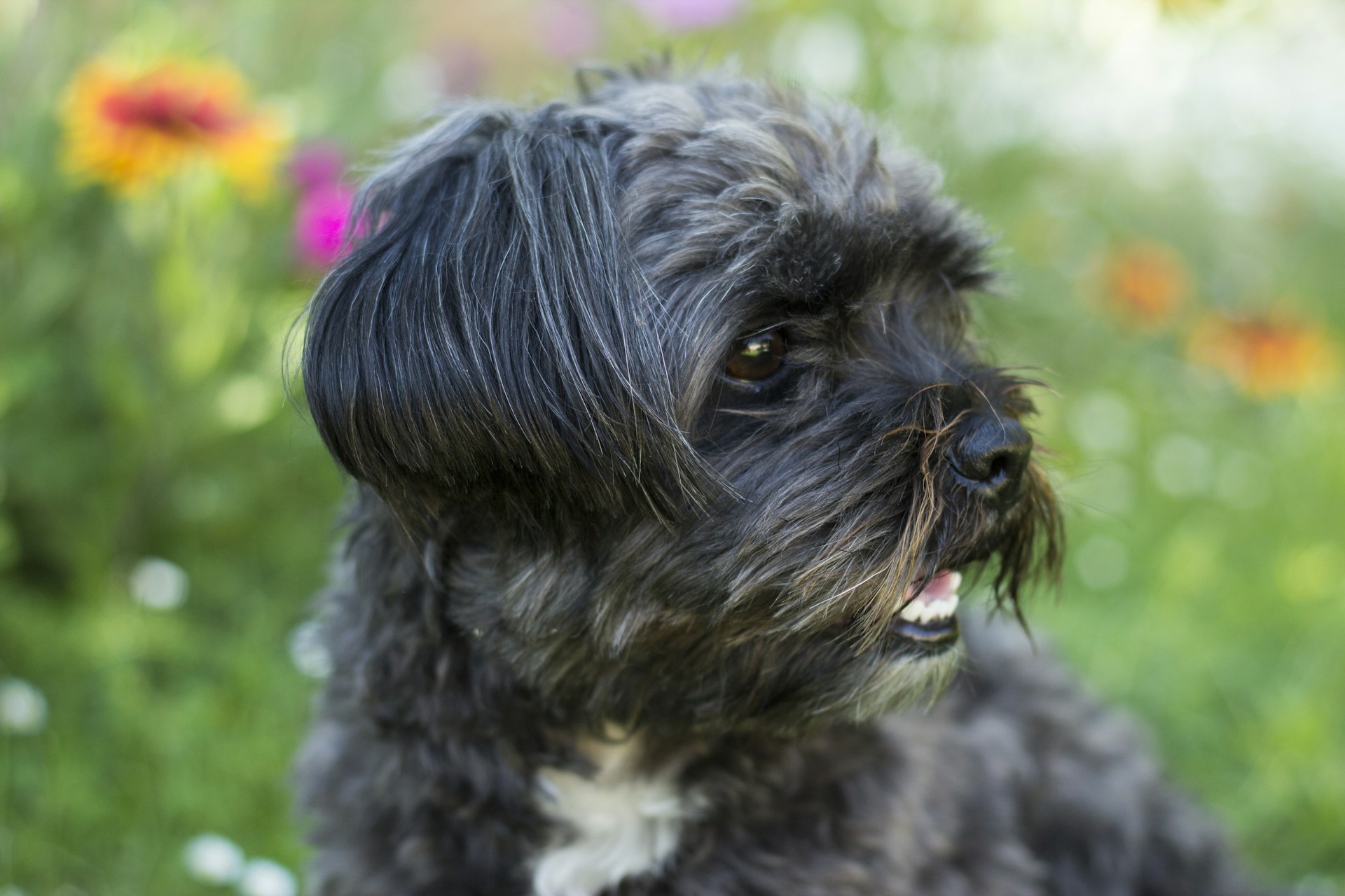 An Affenpinscher is staying near the green grass and flowers while looking at something on the side.