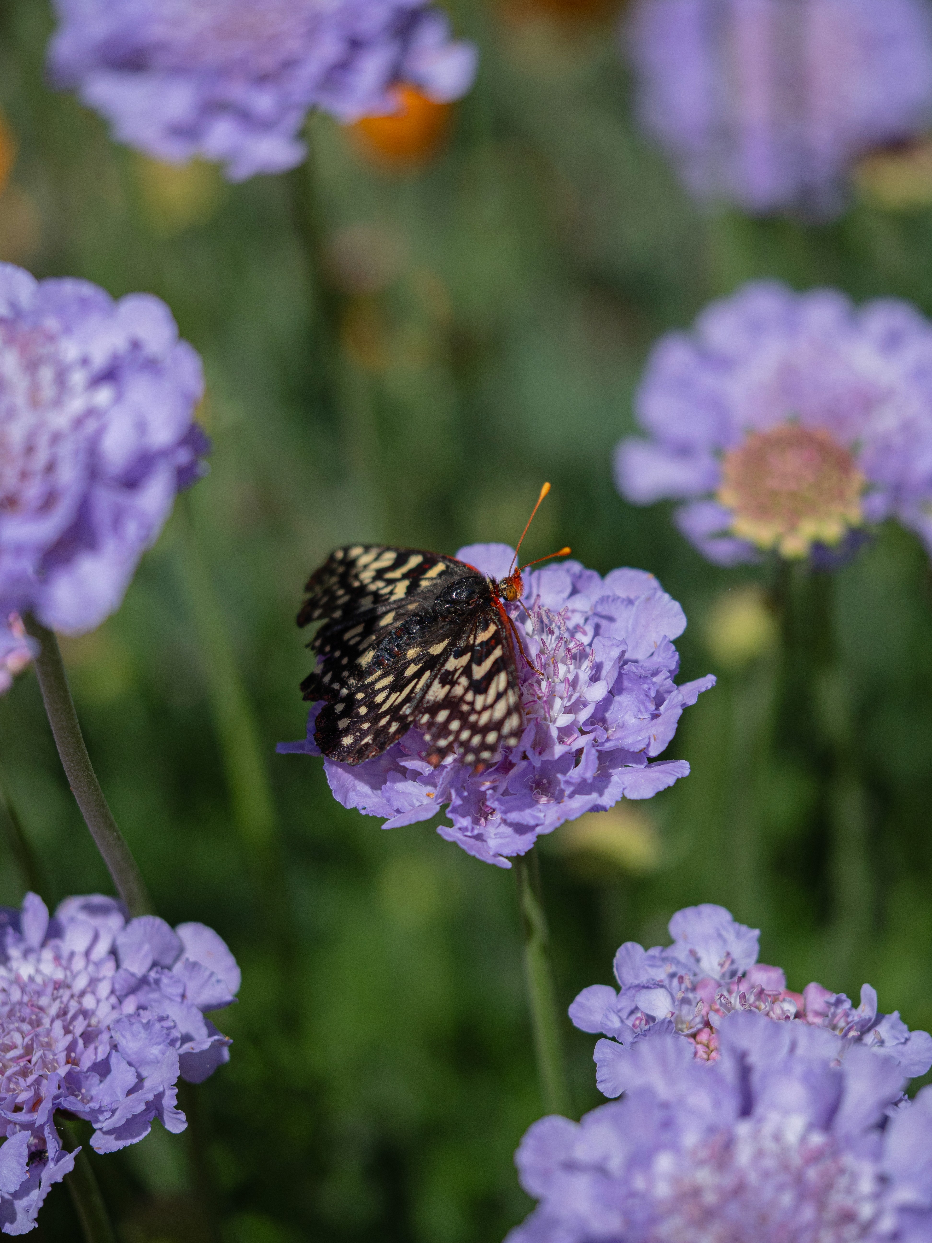 Lilac-colored pincushion flowers being visited by a variable checkerspot butterfly.