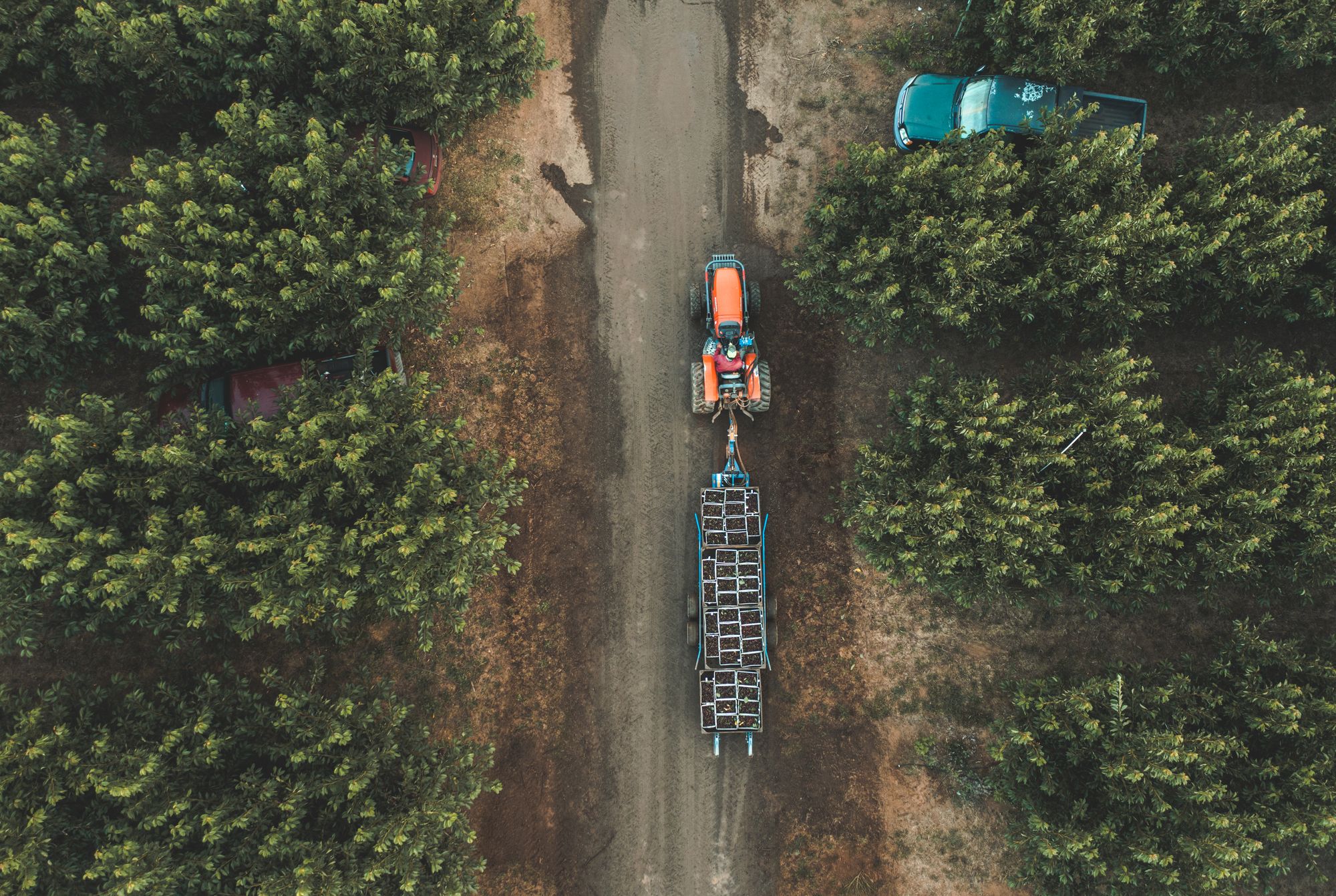 Drone view of a tractor hauling cherry bins down an orchard road in Hood River