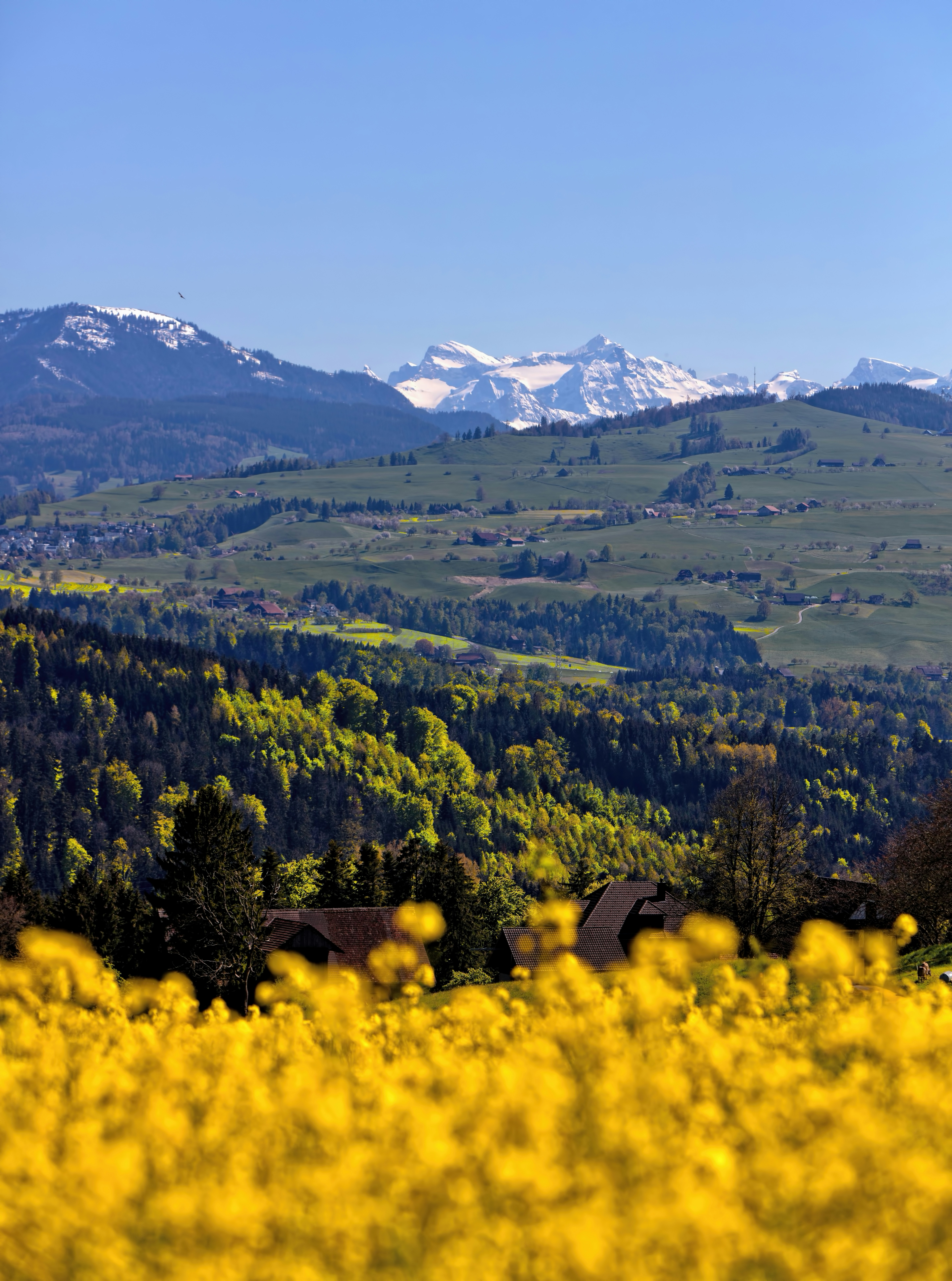 Swiss countryside with yellow wildflowers, rolling green hills, and snow-covered mountains in the background.