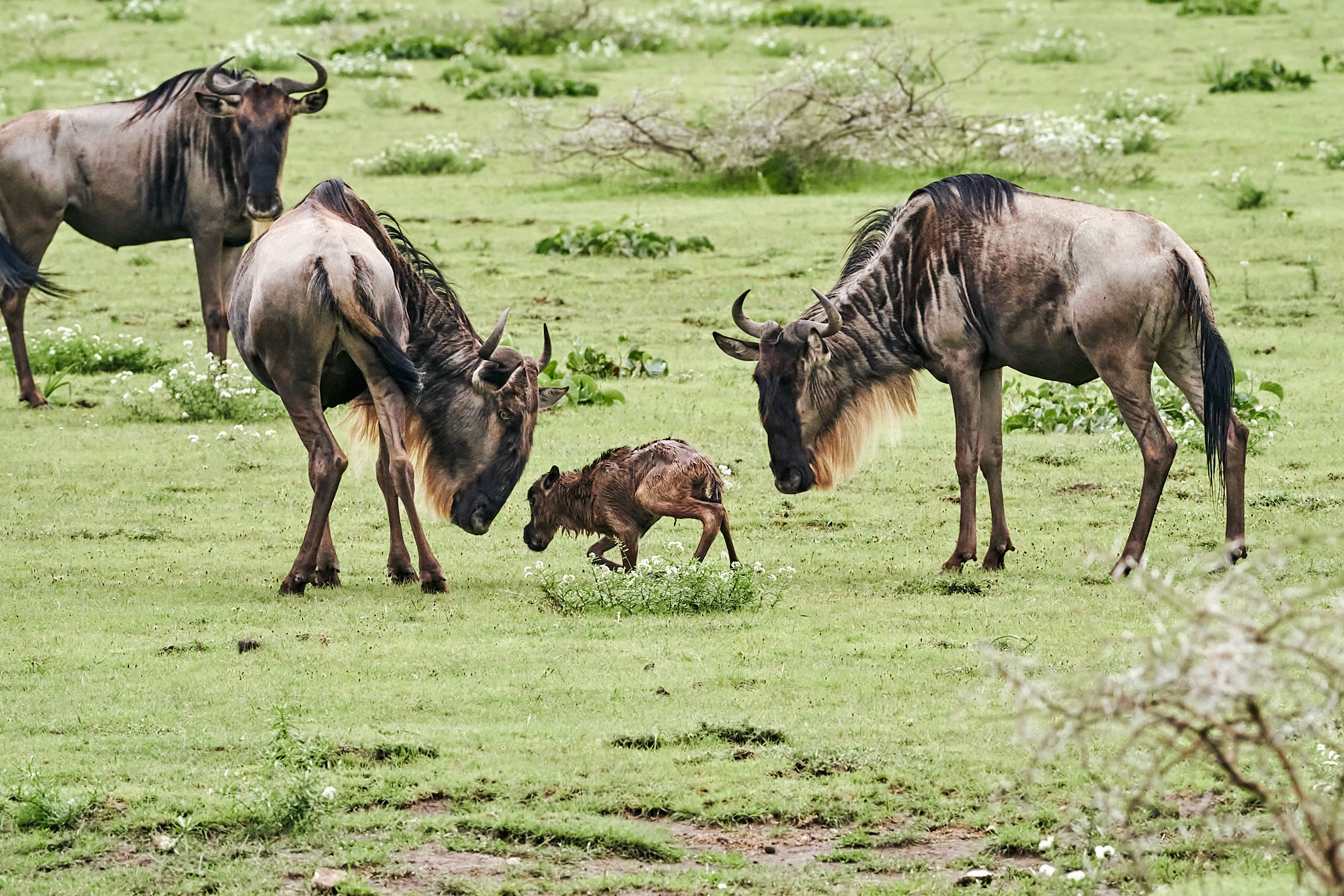 Grupp av ryttare på ridresa i Afrika galopperar över Serengetis vidsträckta slätter medan damm och gnuhjordar rör sig över horisonten under the great migration.
