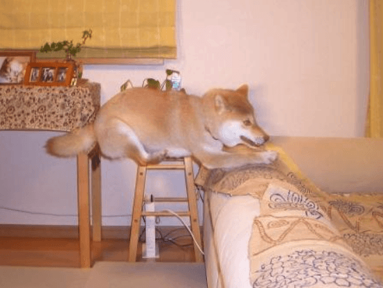 Kabosu’s playful nature after two months of living with Atsuko