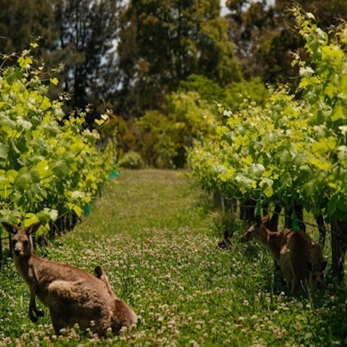 野生袋鼠在葡萄园里休闲地漫步