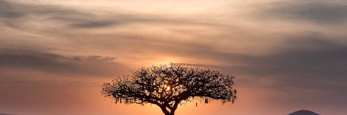 African landscape with agricultural fields representing regional development