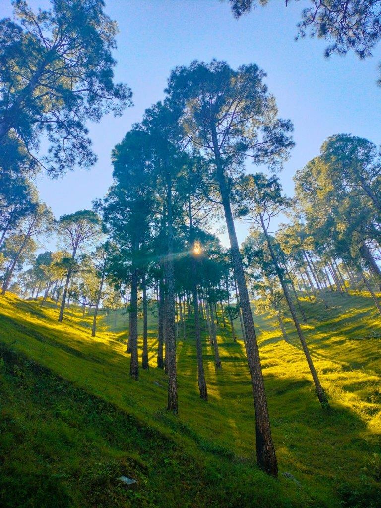 forest in mountain