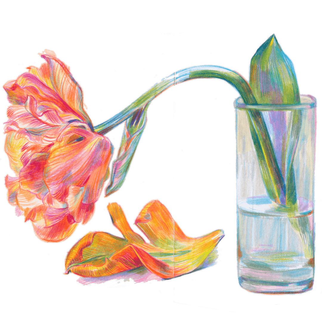 Illustration einer Tulpe in einem Glas