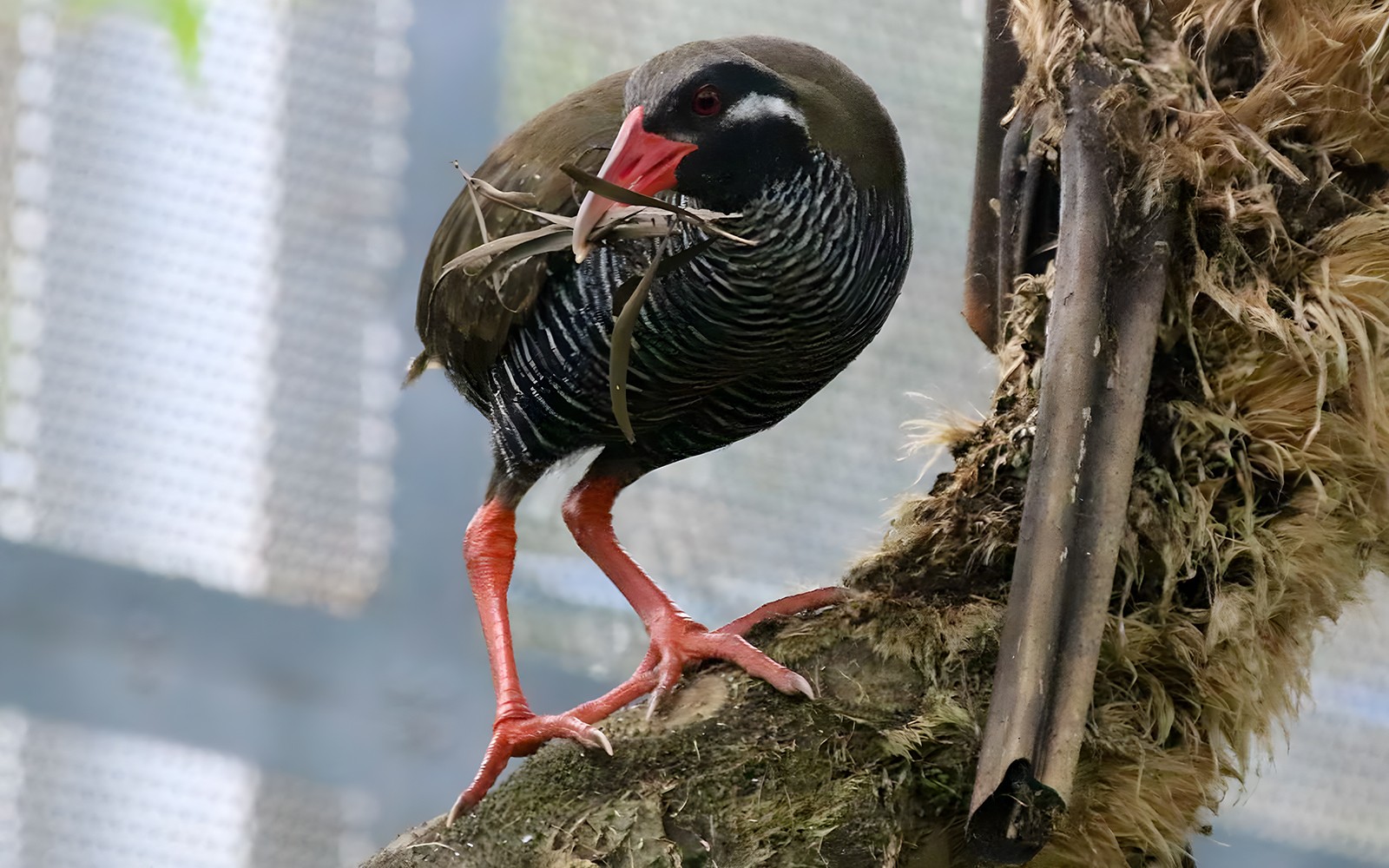Bird perched on a branch in Okinawa, part of the Hip Hop Bus Tour C Course.