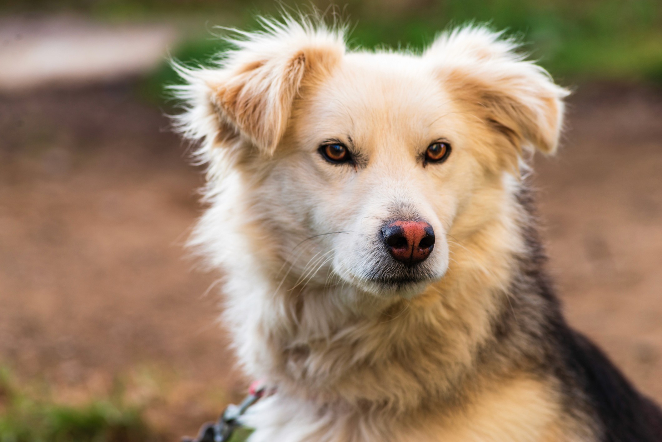 Cream-coated Aidi mountain dog looking towards the camera